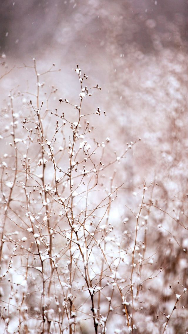 Bush, 5k, 4k Wallpaper, 8k, Meadows, Pink, Snow - Snow Nature , HD Wallpaper & Backgrounds