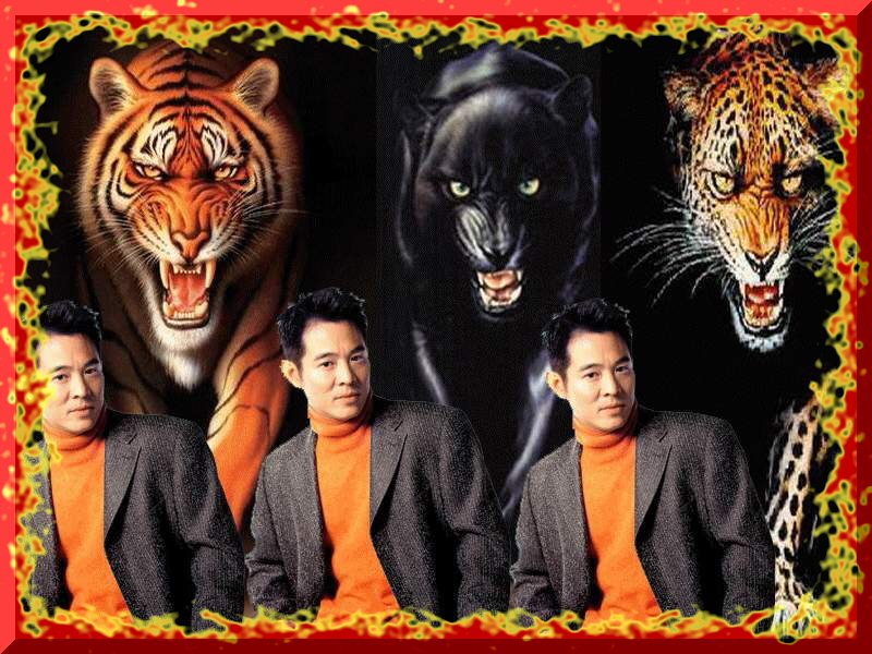 Jet Li Background - Bengal Tiger , HD Wallpaper & Backgrounds