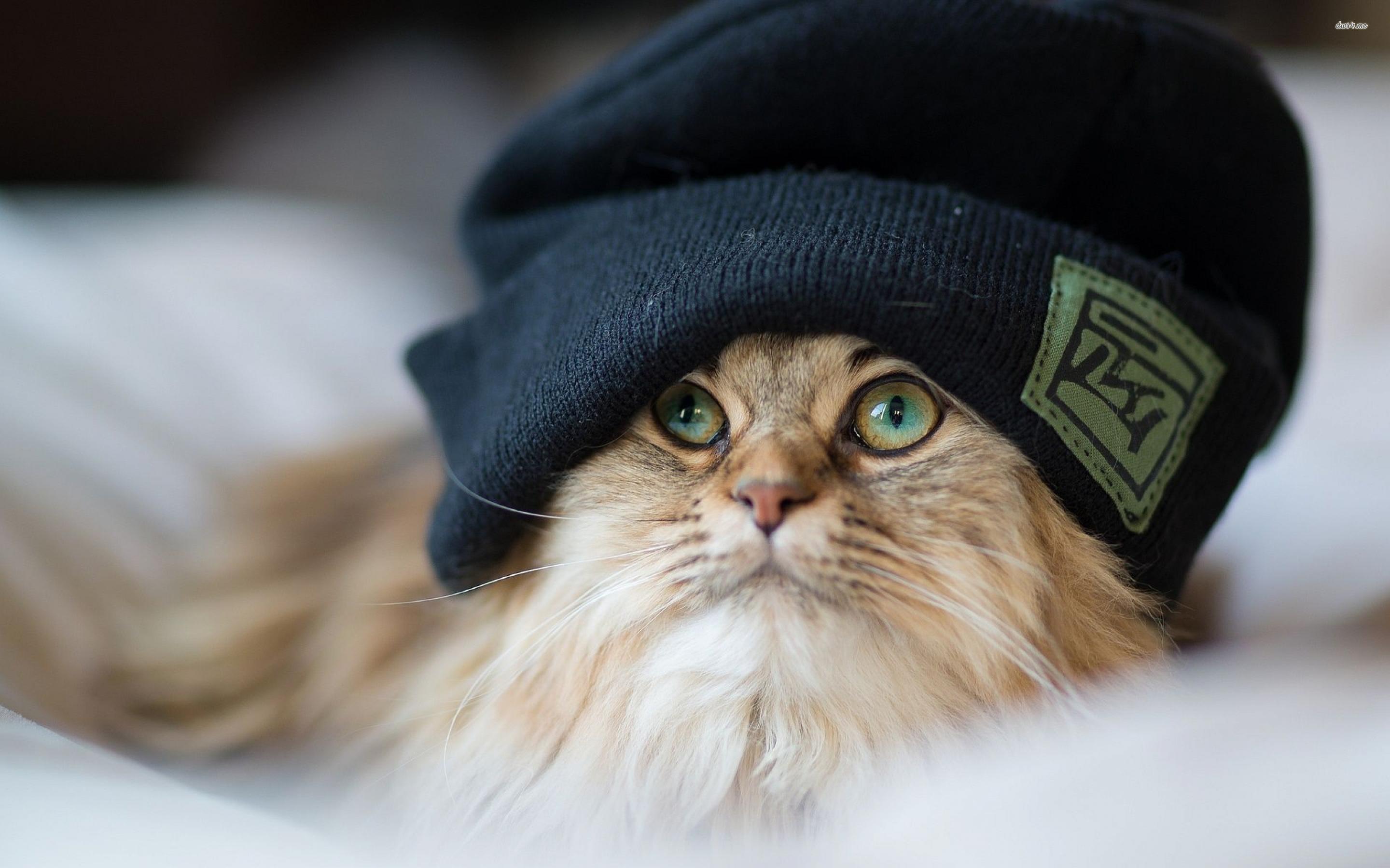 Cat With A Hat Wallpaper - خلفيات قطط قطط حلوة Hd , HD Wallpaper & Backgrounds