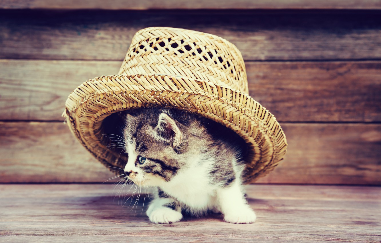 Photo Wallpaper Cat, Kitty, Board, Hat, Cute, Hat, - Chaton Avec Un Chapeau , HD Wallpaper & Backgrounds