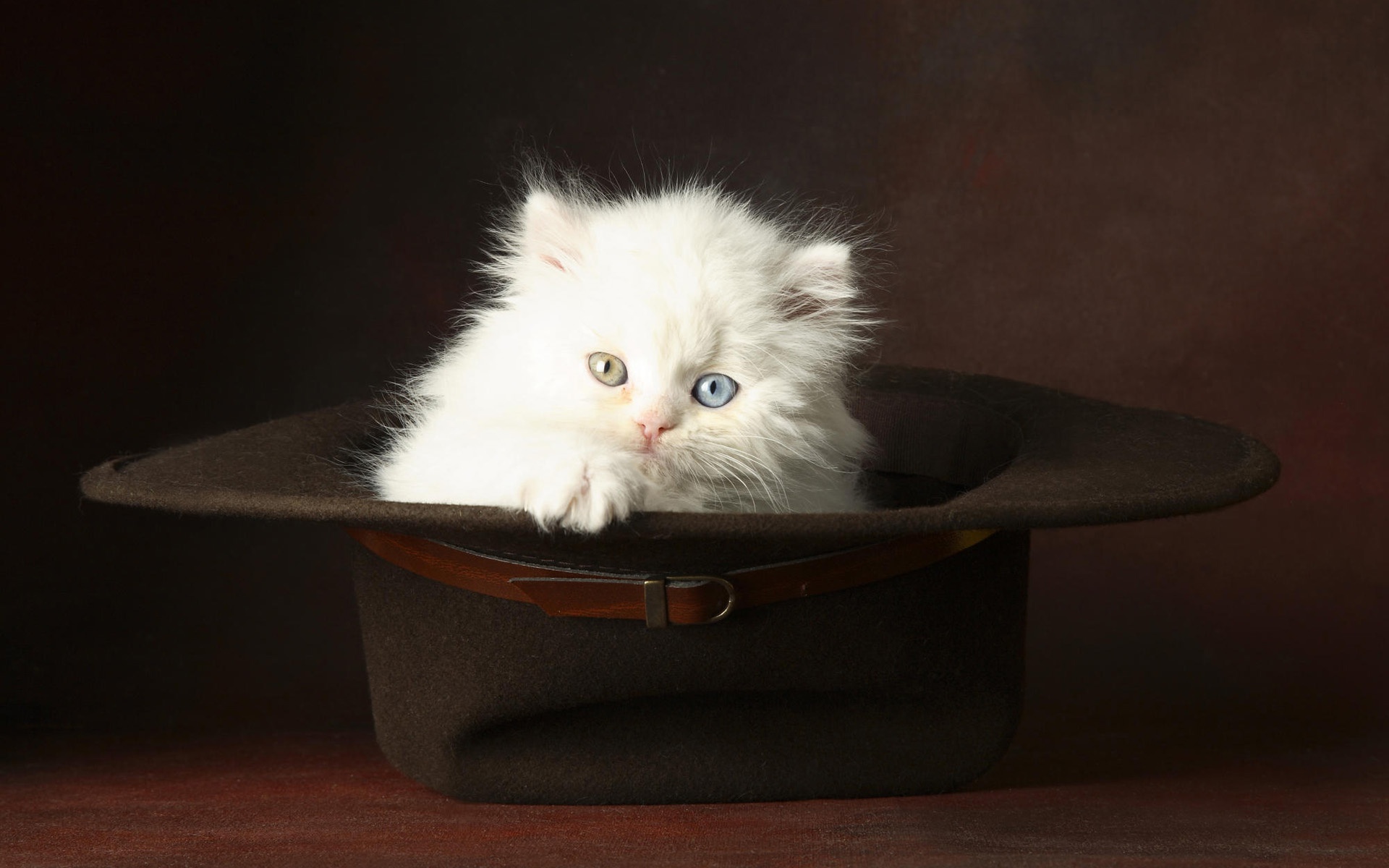 Cat Inside A Hat , HD Wallpaper & Backgrounds