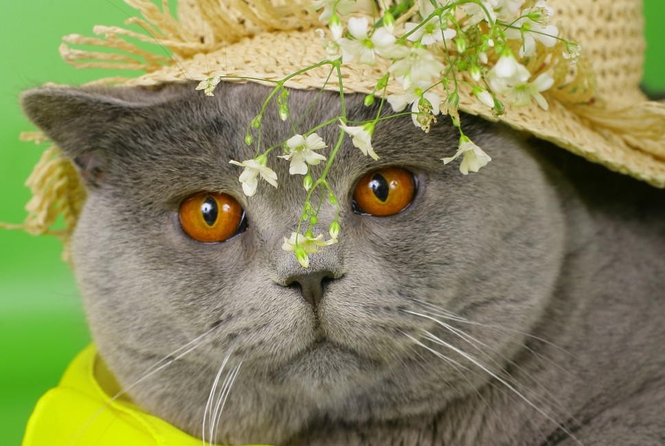Cat Face Briton Hat Flowers - Кот С Коричневыми Глазами , HD Wallpaper & Backgrounds