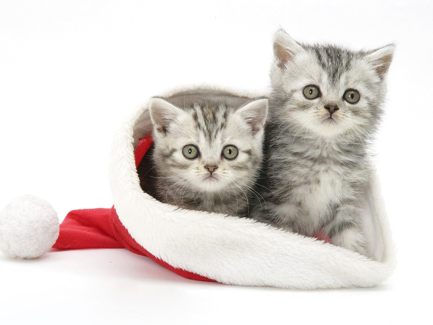 Two, Cats, In, Santa, Hat, Hd Cat Wallpapers, Kittens, - Kittens Hd , HD Wallpaper & Backgrounds
