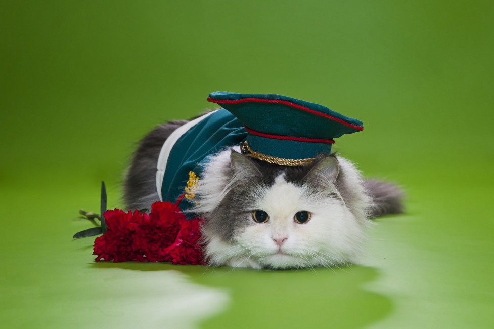 Cat Furry Eyes Hat Flowers - Gato Con Bandera De Mexico , HD Wallpaper & Backgrounds