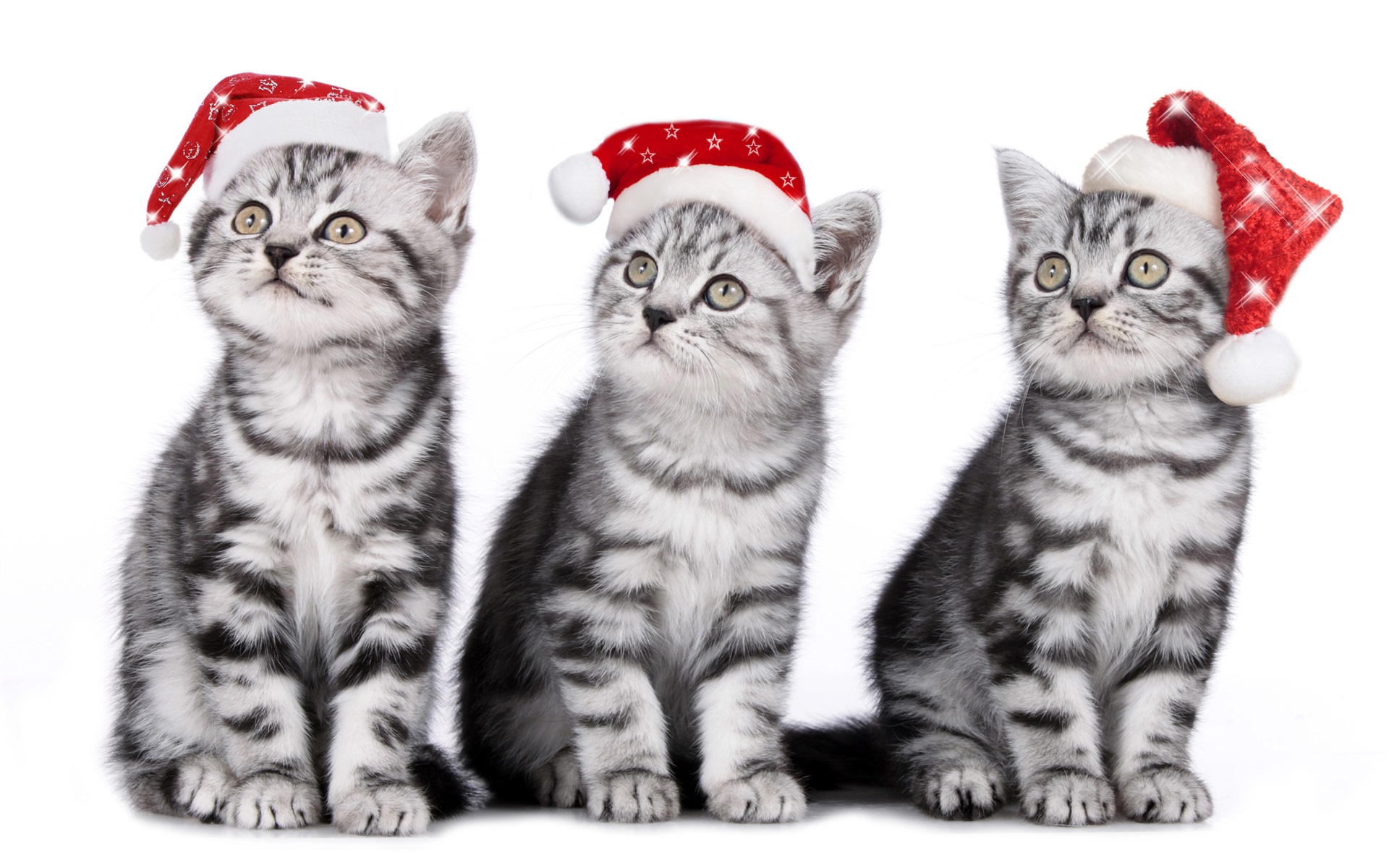 Christmas Wallpapers Cats , HD Wallpaper & Backgrounds