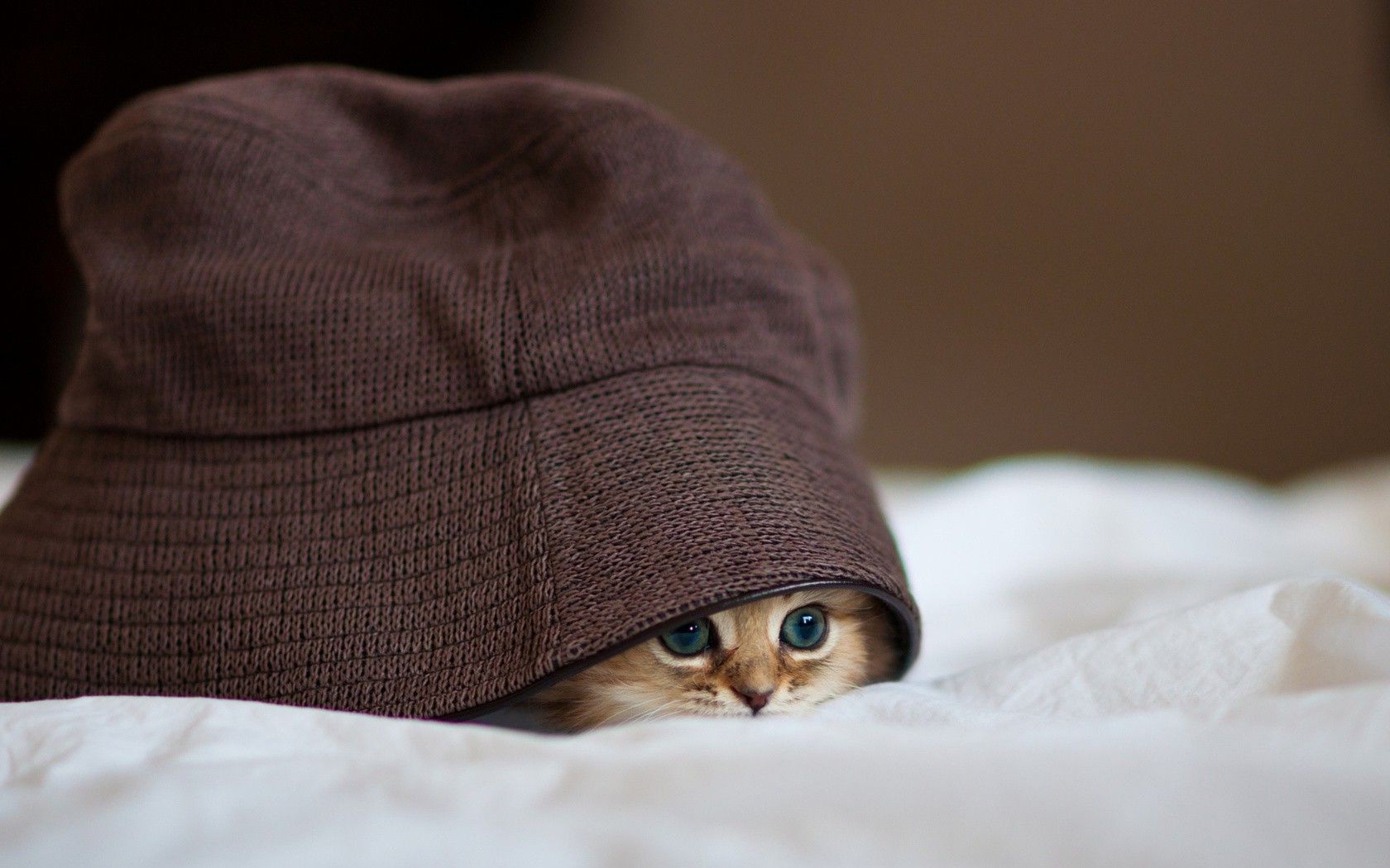 Animals, Cat, Pet, Kittens, Hat, Blankets, Depth Of - Cat Hiding Under Hat , HD Wallpaper & Backgrounds