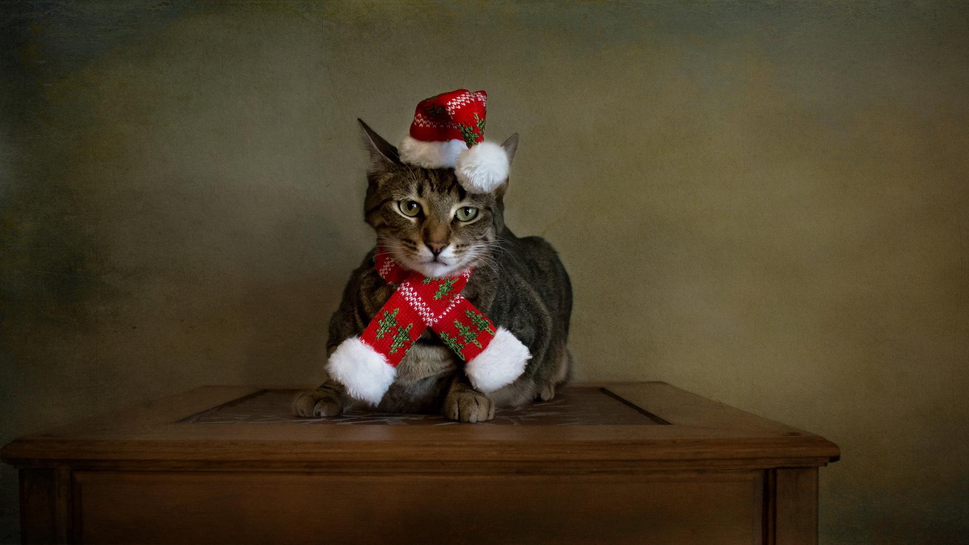 Cat With Christmas Hat Wallpaper Pc Wallpaper - Świąteczny Kot , HD Wallpaper & Backgrounds