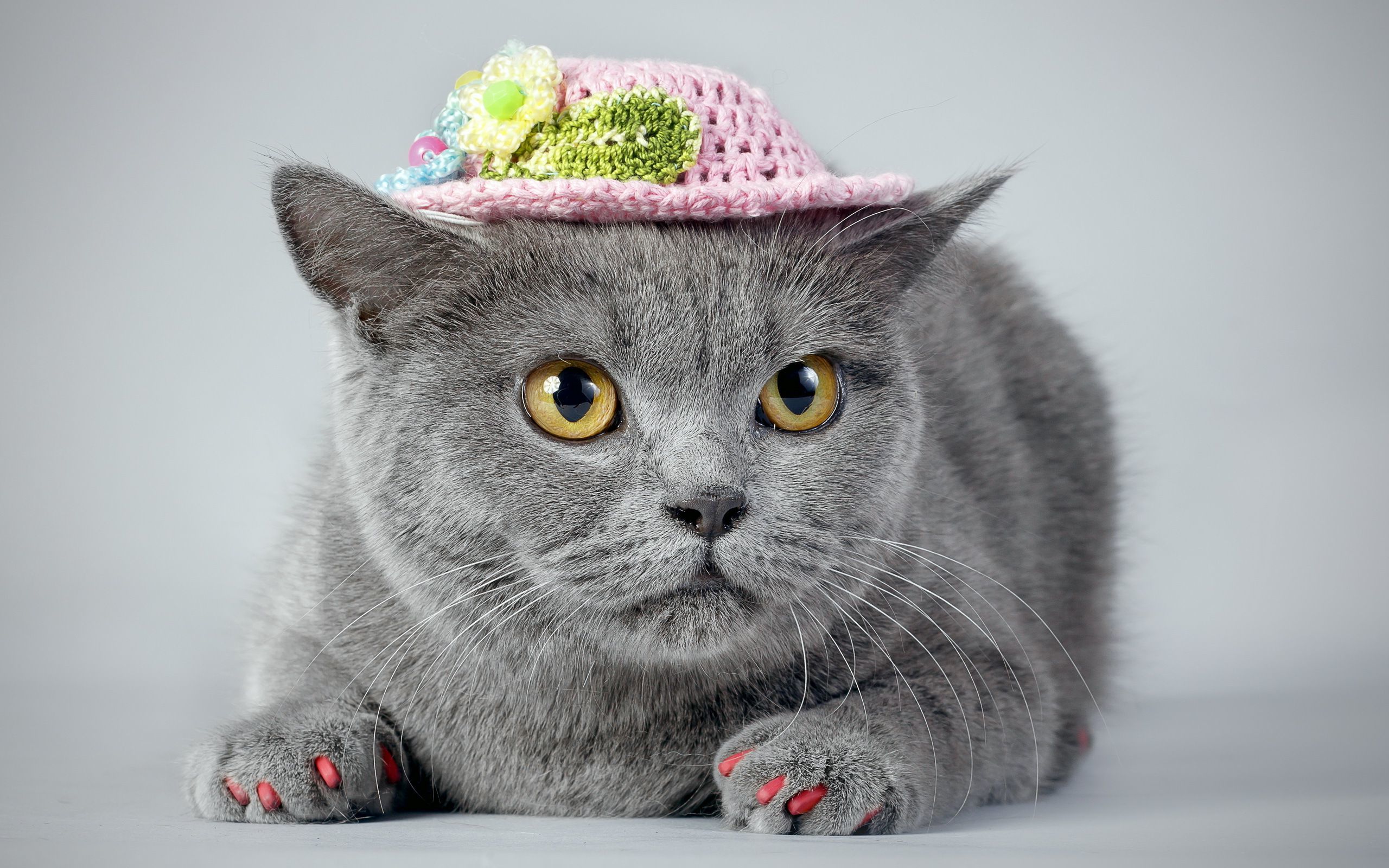 Cat Wearing A Hat Hd Wallpaper - Cat Wearing A Hat , HD Wallpaper & Backgrounds