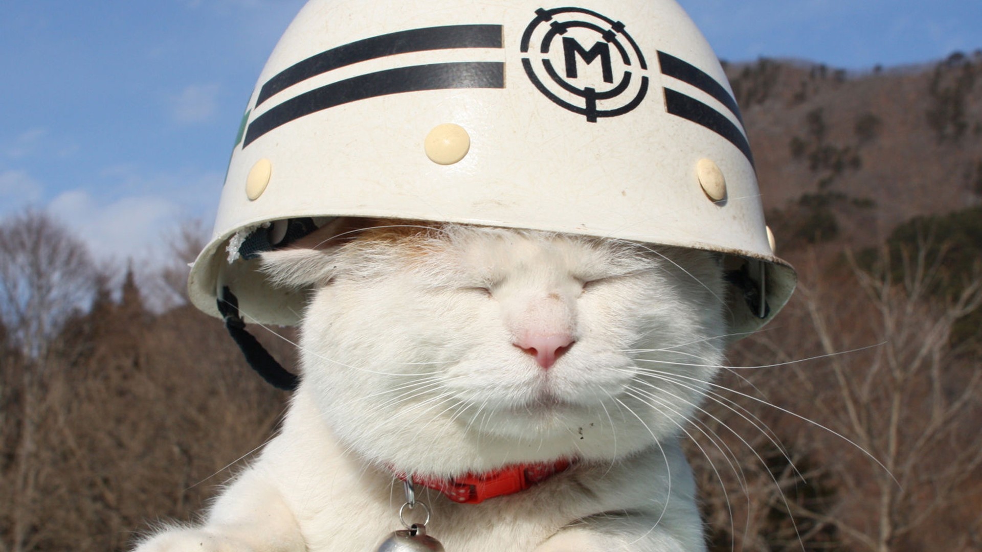 Wallpaper Cat Hat Sun Squinting Cat Hard Hat Meme 1792448 Wallpaper Cat Hat Sun Squinting Cat Hard Hat Meme 1792448