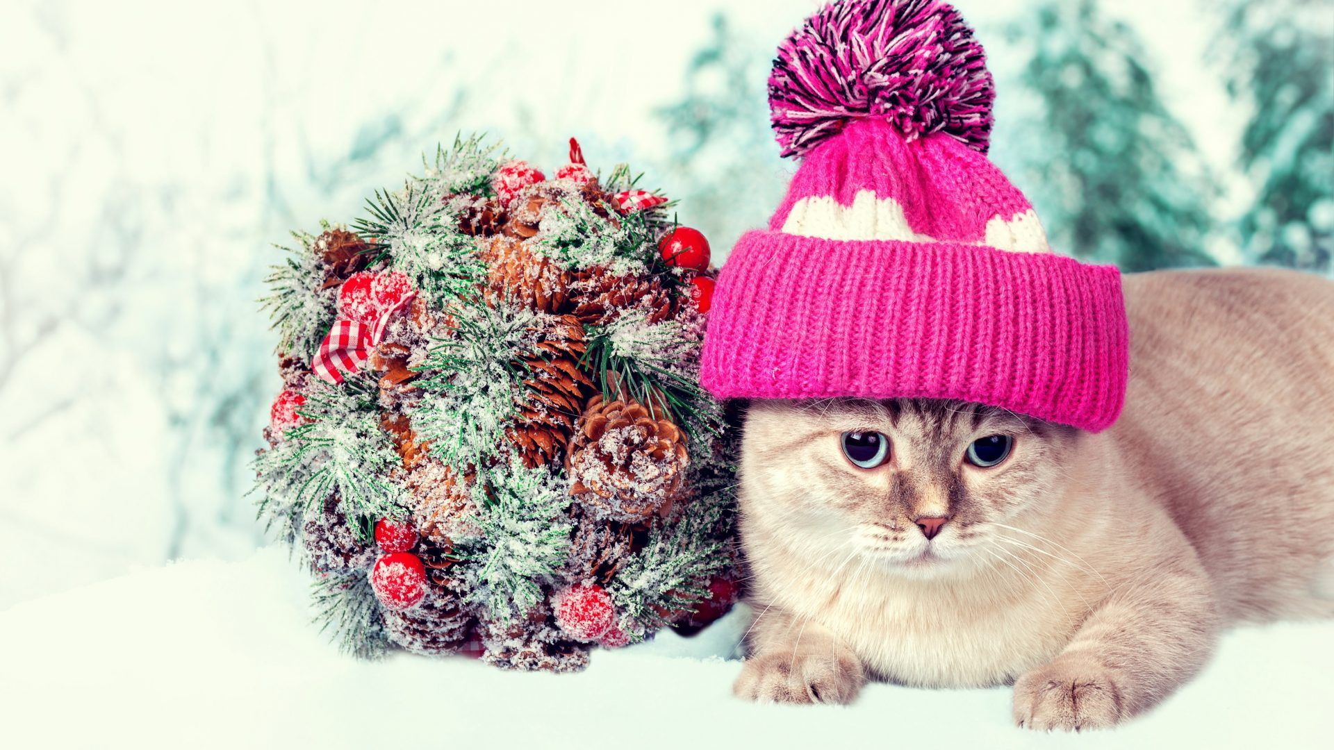Kitten Snow Winter Cat Wallpaper Arctic ~ Cat Hd - Knit Cap , HD Wallpaper & Backgrounds
