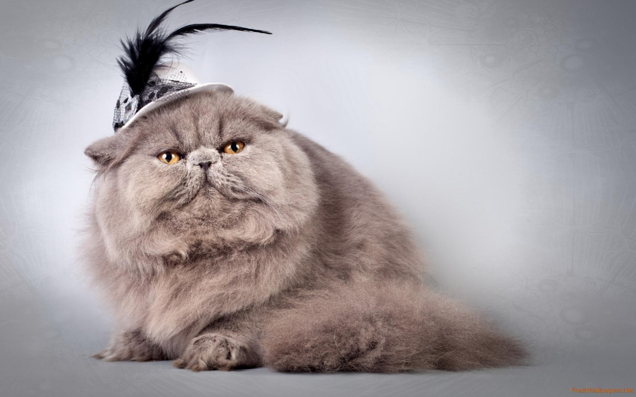Fluffy Cat With A Feathered Hat Wallpaper - British Shorthair , HD Wallpaper & Backgrounds