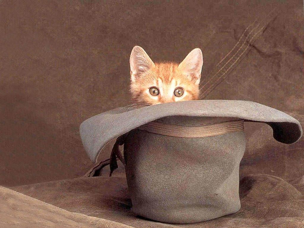 Cute Kittens With Hats - Cats Sitting In Hats , HD Wallpaper & Backgrounds