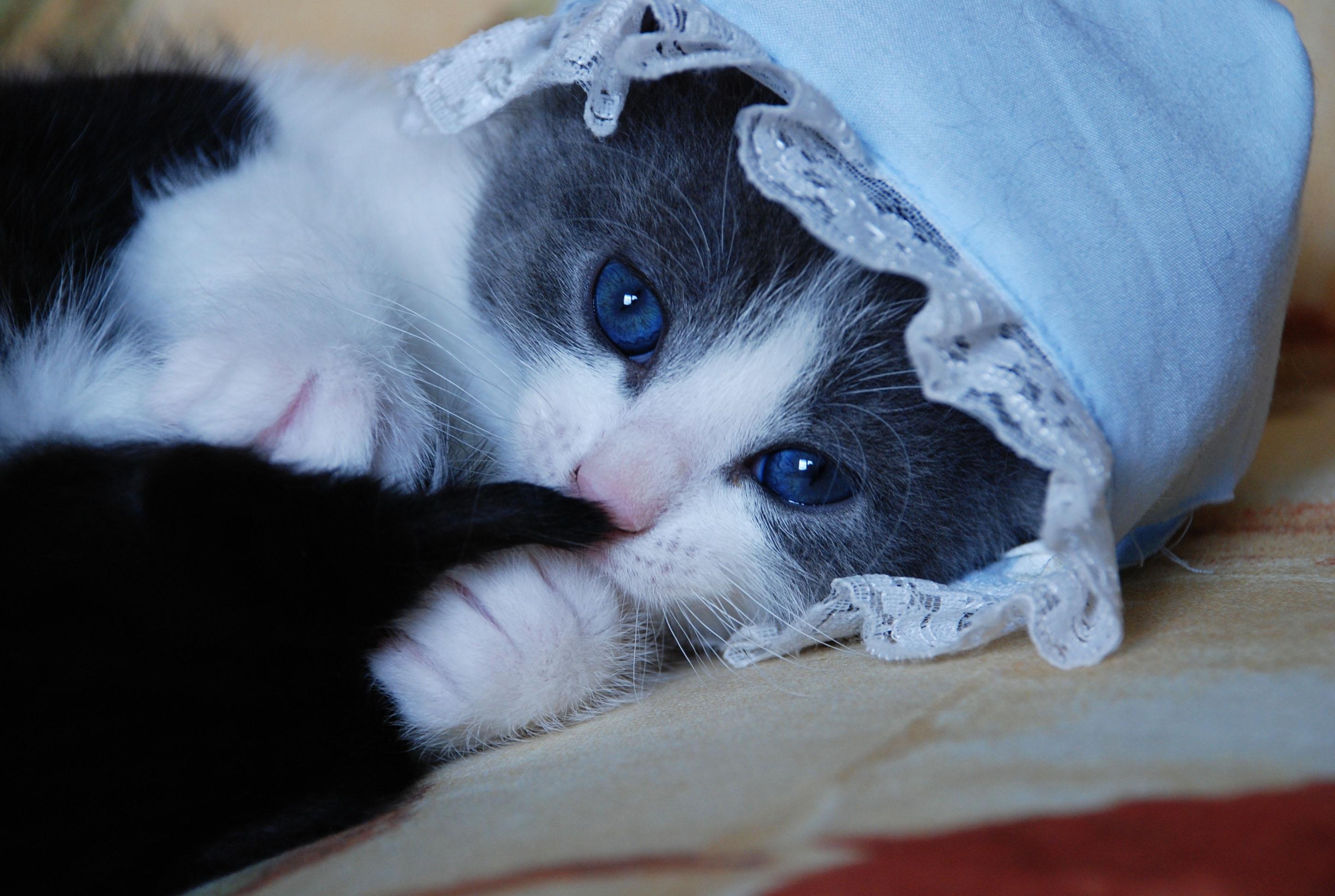 Kitten, Cat, Hat - Cute Baby Kitten Cats , HD Wallpaper & Backgrounds