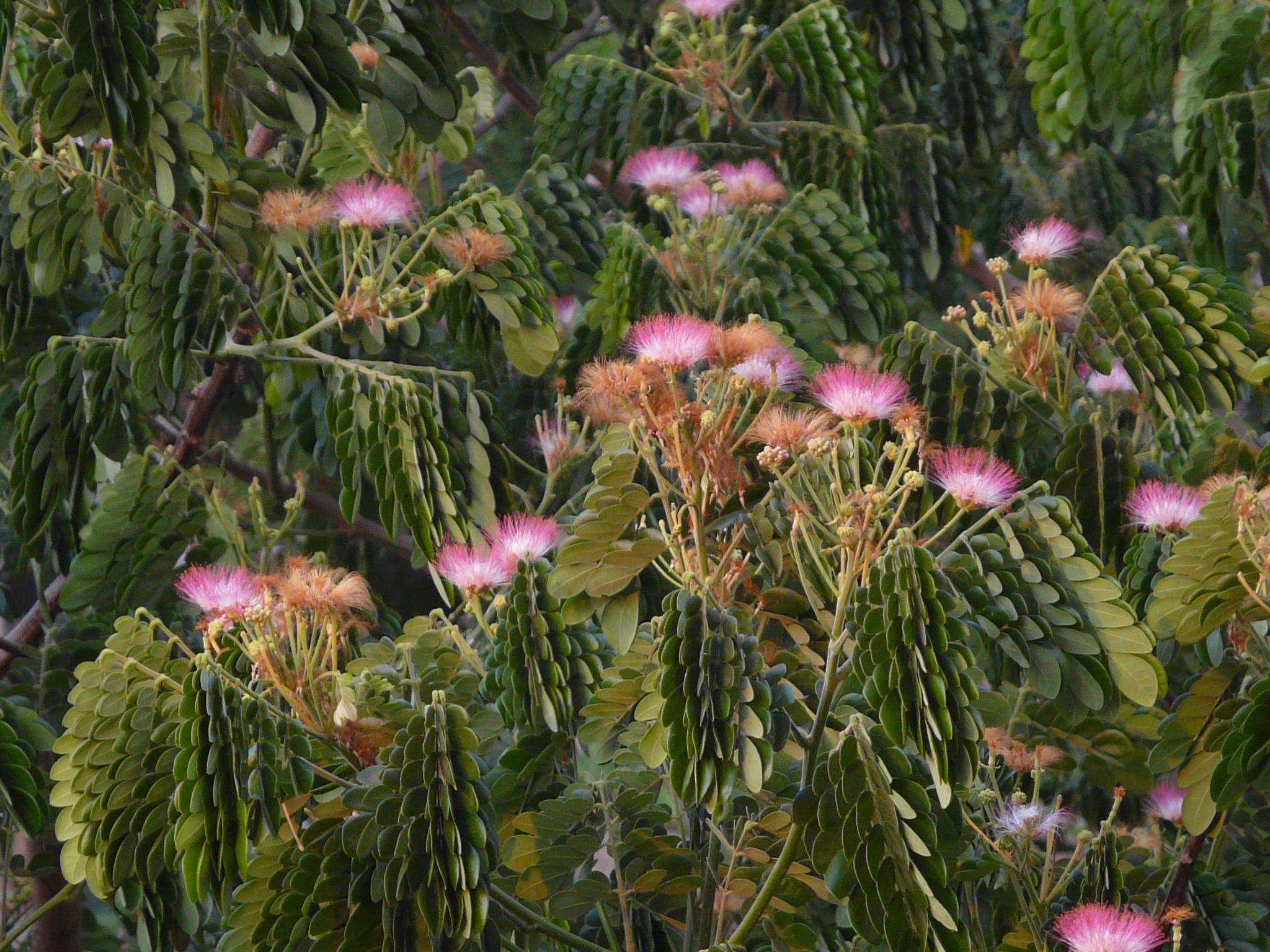 Samanea Saman - Rain Tree In Marathi , HD Wallpaper & Backgrounds
