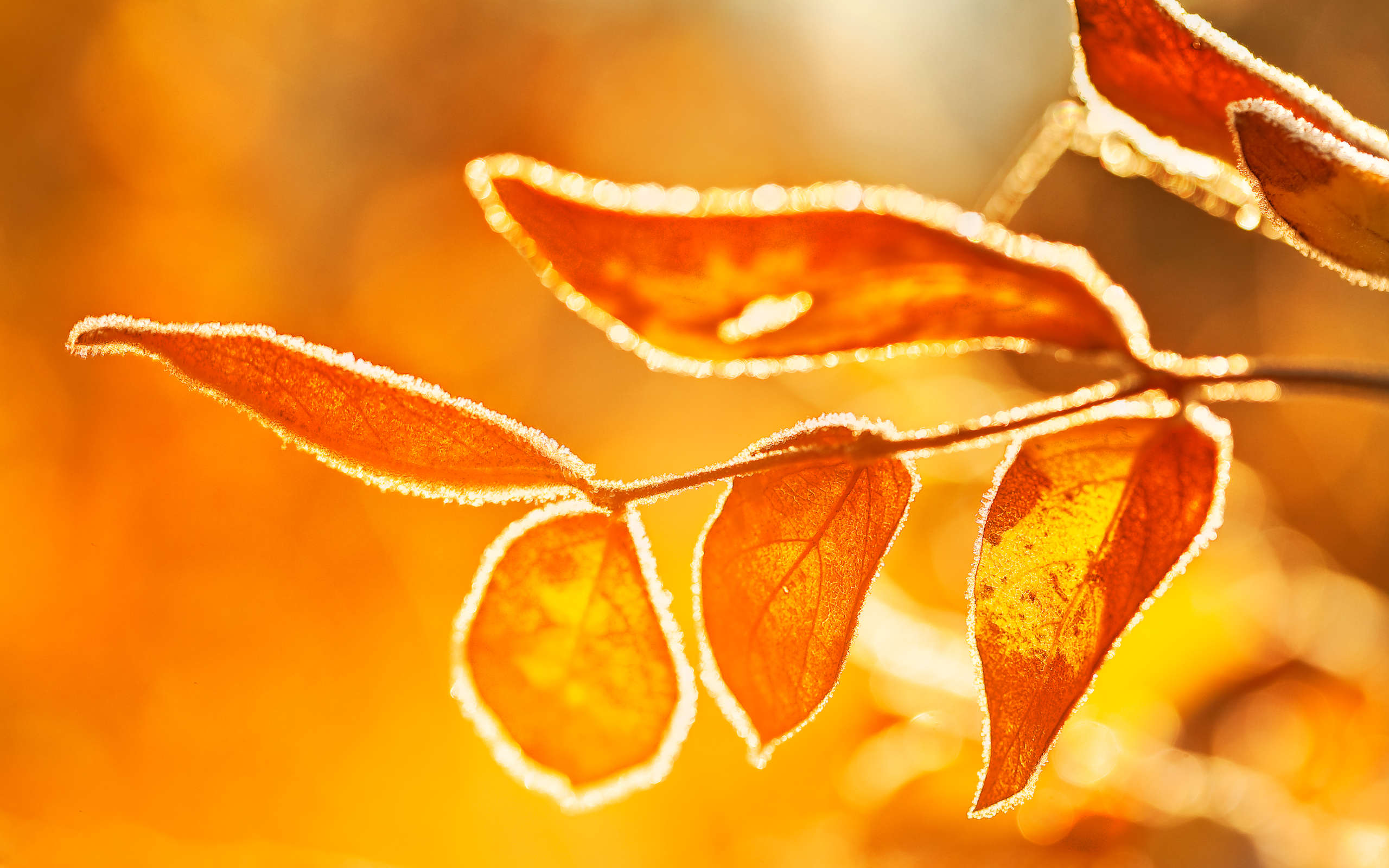 Morning Sun On Frost-covered Leaves By Gary A Stafford - Frost Sun , HD Wallpaper & Backgrounds