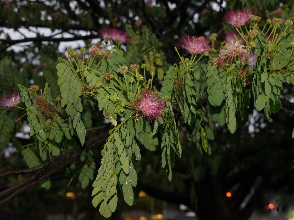 Rain Tree - Rain Tree Samanea Saman , HD Wallpaper & Backgrounds