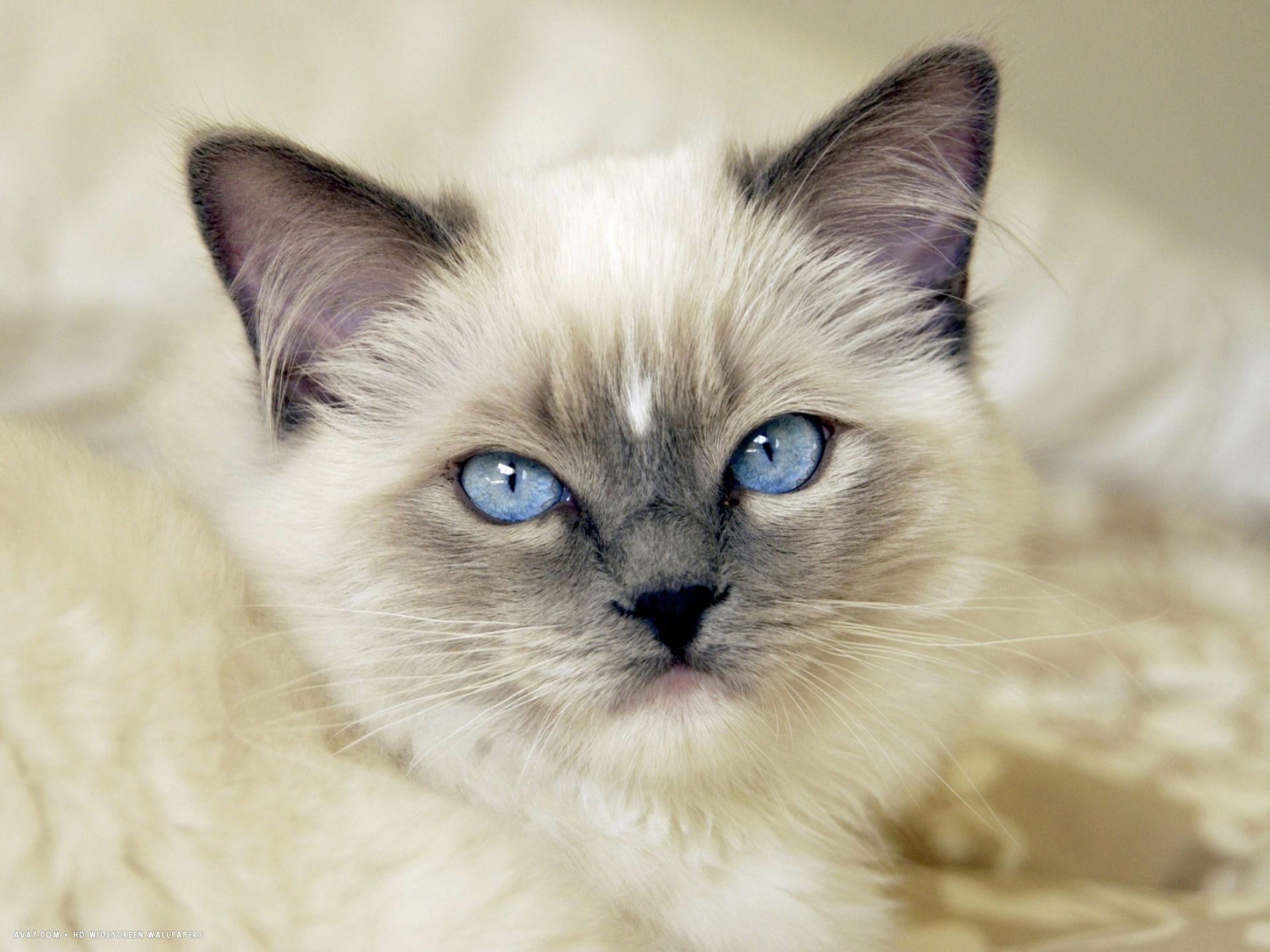 Cute Ragdoll Kitten - Cute Ragdoll Cat Backgrounds , HD Wallpaper & Backgrounds