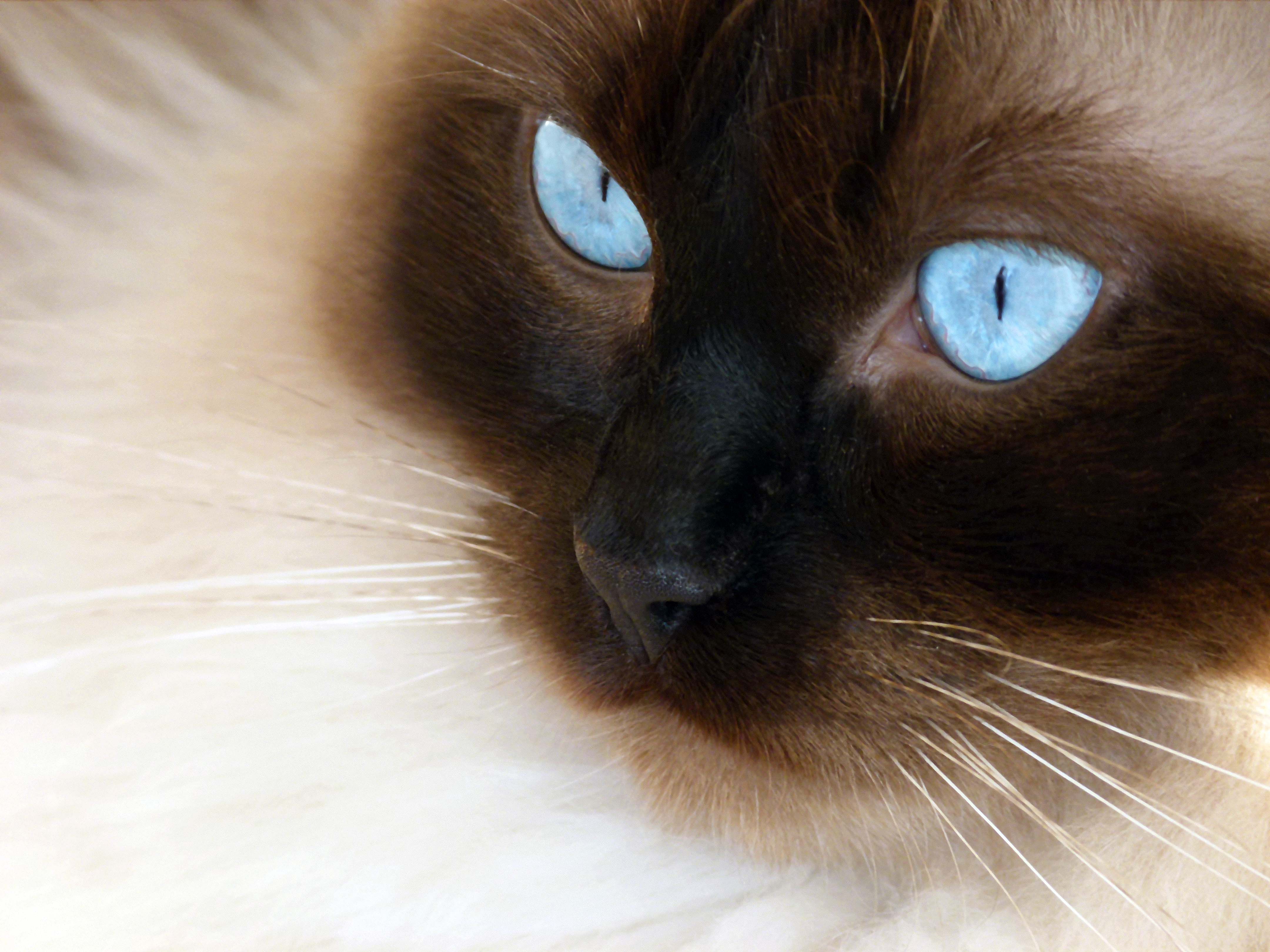 Ragdoll Cat , HD Wallpaper & Backgrounds