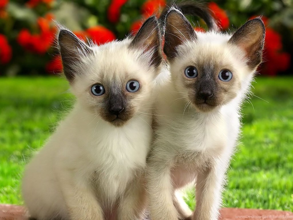Two Siamese Cat , HD Wallpaper & Backgrounds