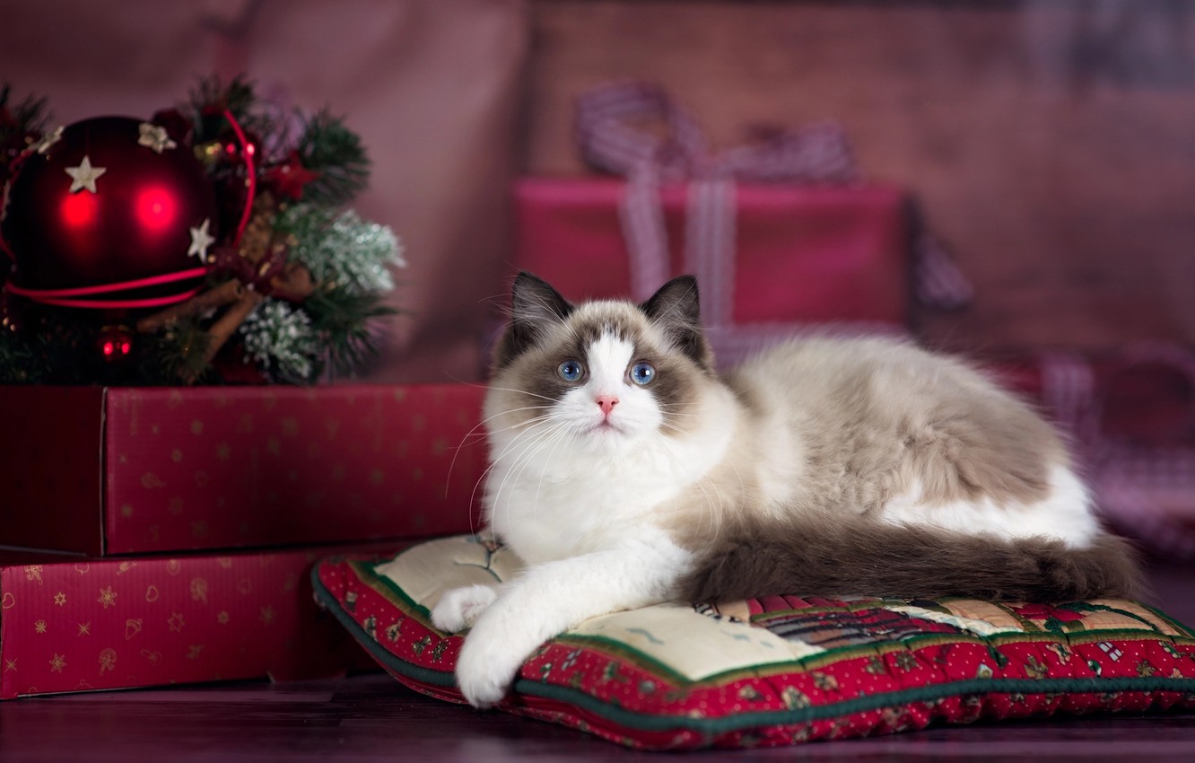 Photo Wallpaper Cat, Cat, Animal, Holiday, New Year, - Обои На Рабочий Стол Регдолл , HD Wallpaper & Backgrounds