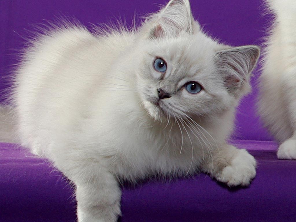 Cats White Small Cat Cute Ragdoll Kitten Animal Feline - Ragdoll , HD Wallpaper & Backgrounds