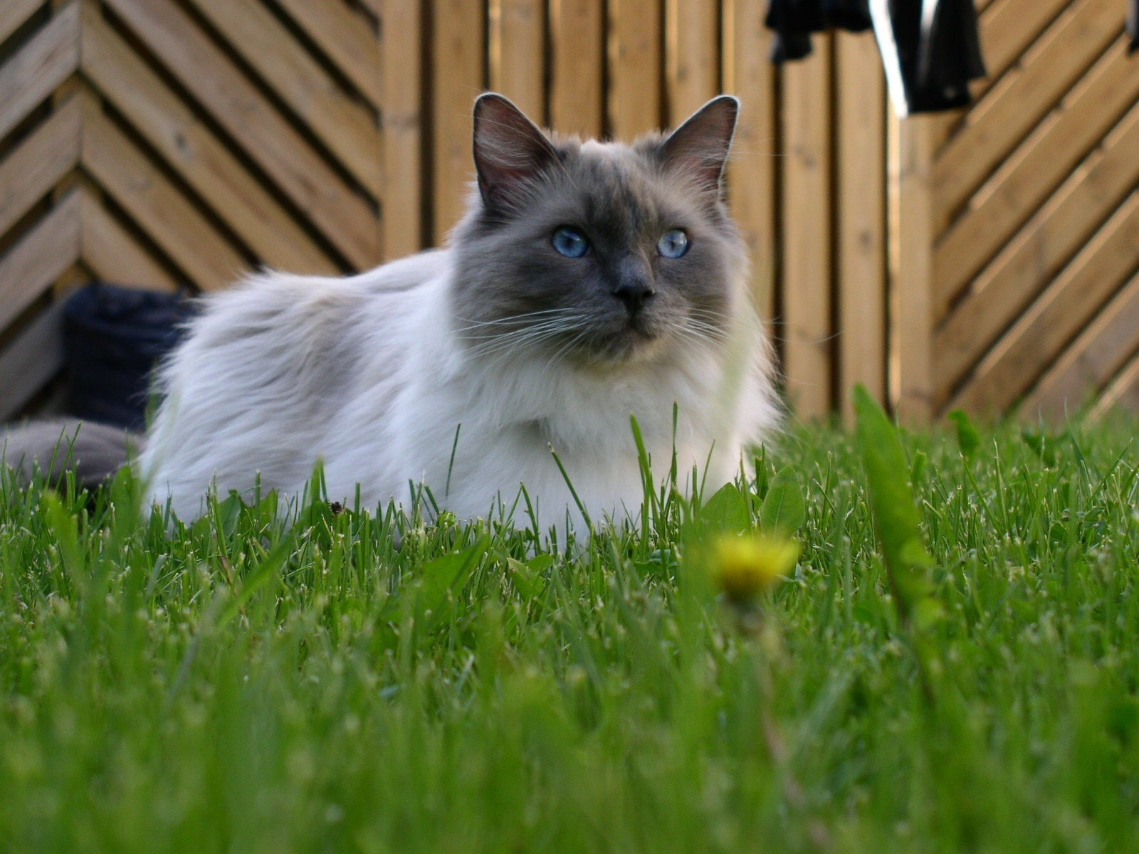 Blue Mitted Ragdoll, Grass, Cute - Black Ragdoll Cat Kitten , HD Wallpaper & Backgrounds