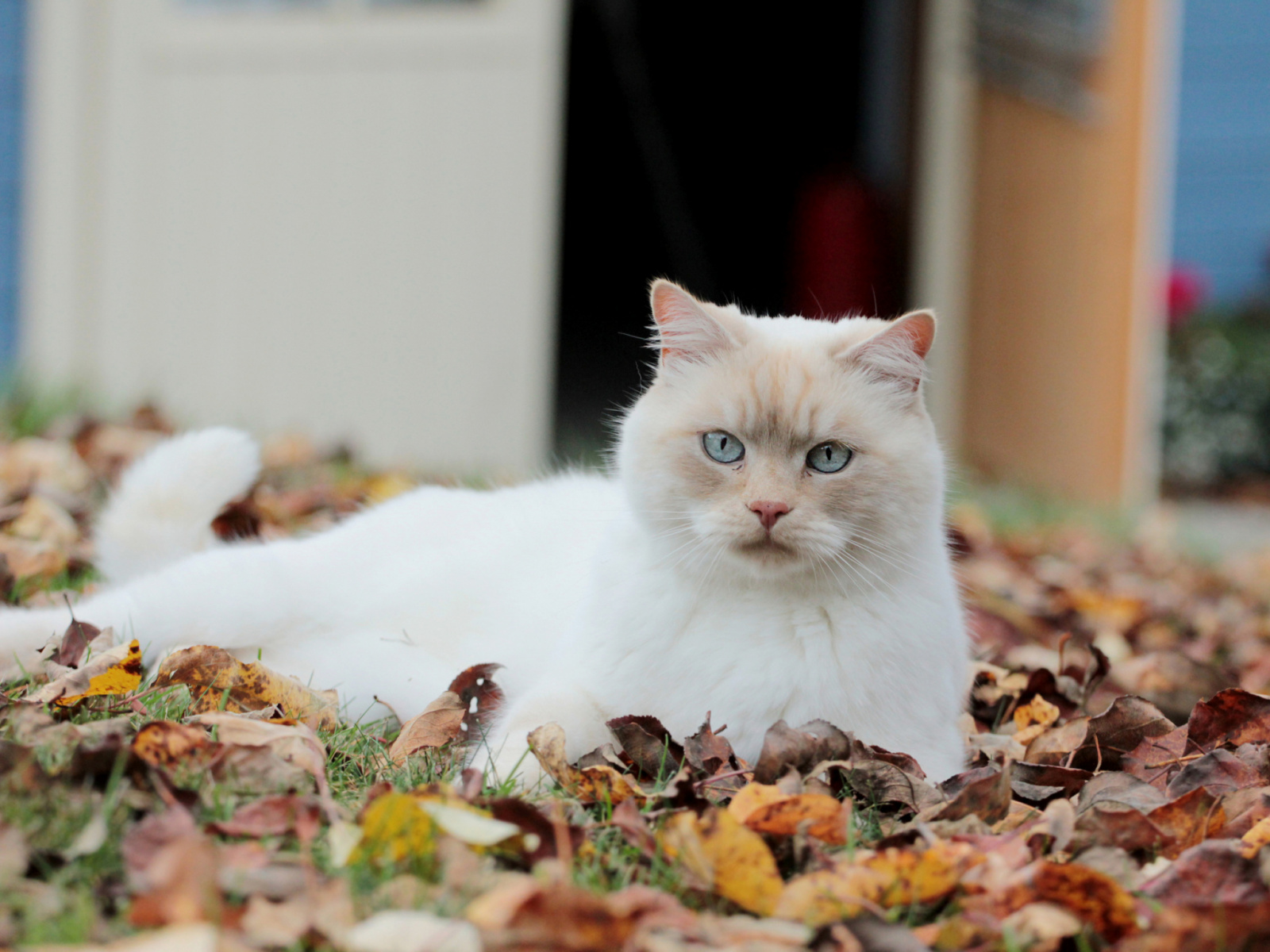 Autumn, Small To Medium Sized Cats, Kitten, Ragdoll, - Autumn Cat Background Hd , HD Wallpaper & Backgrounds