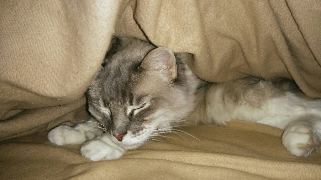 Ragdoll Cat Under Blankets In Bed - Domestic Short-haired Cat , HD Wallpaper & Backgrounds