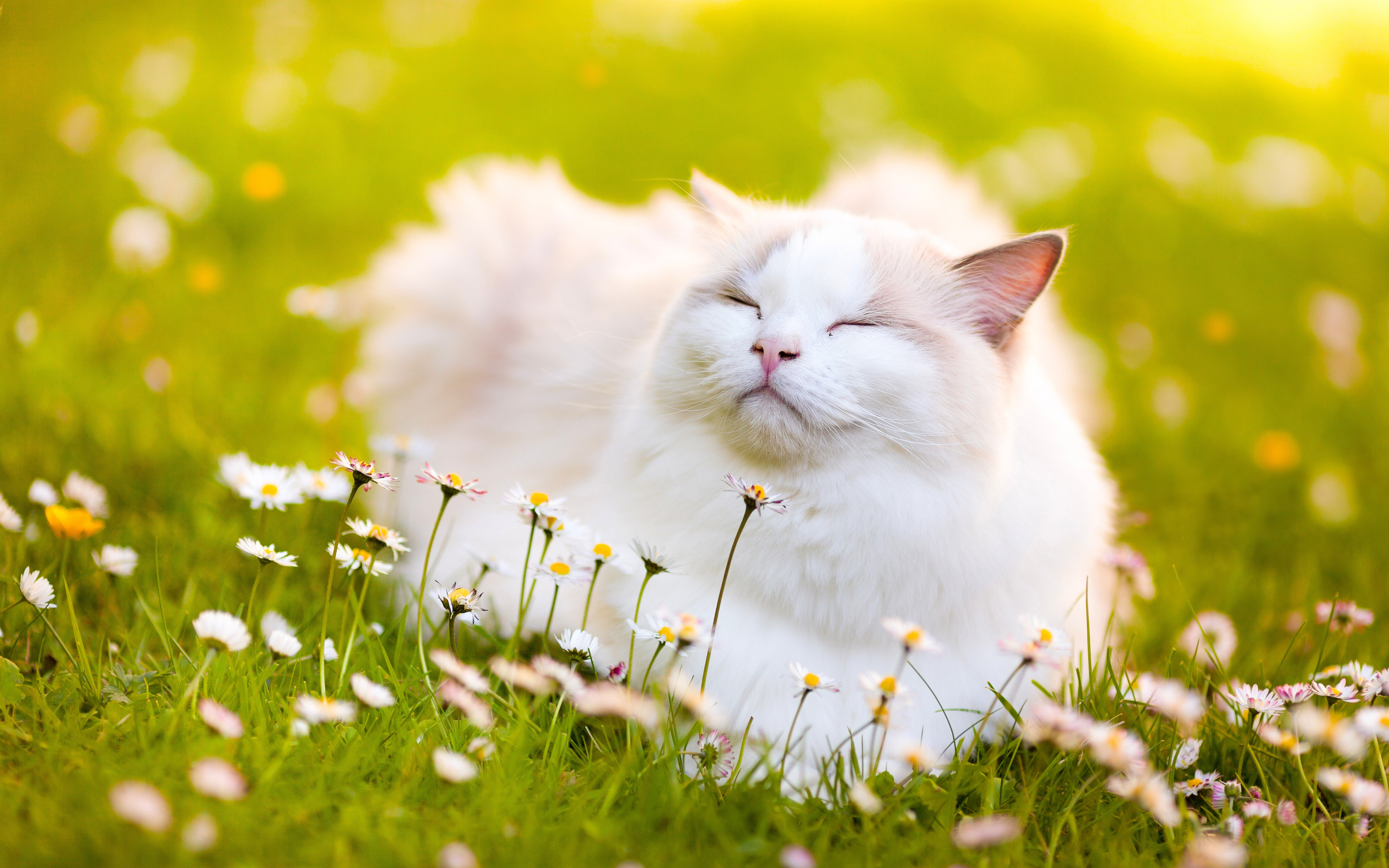 4k, Ragdoll Cat, Lawn, Denectic Cat, Cute Animals, - Ragdoll Cat , HD Wallpaper & Backgrounds