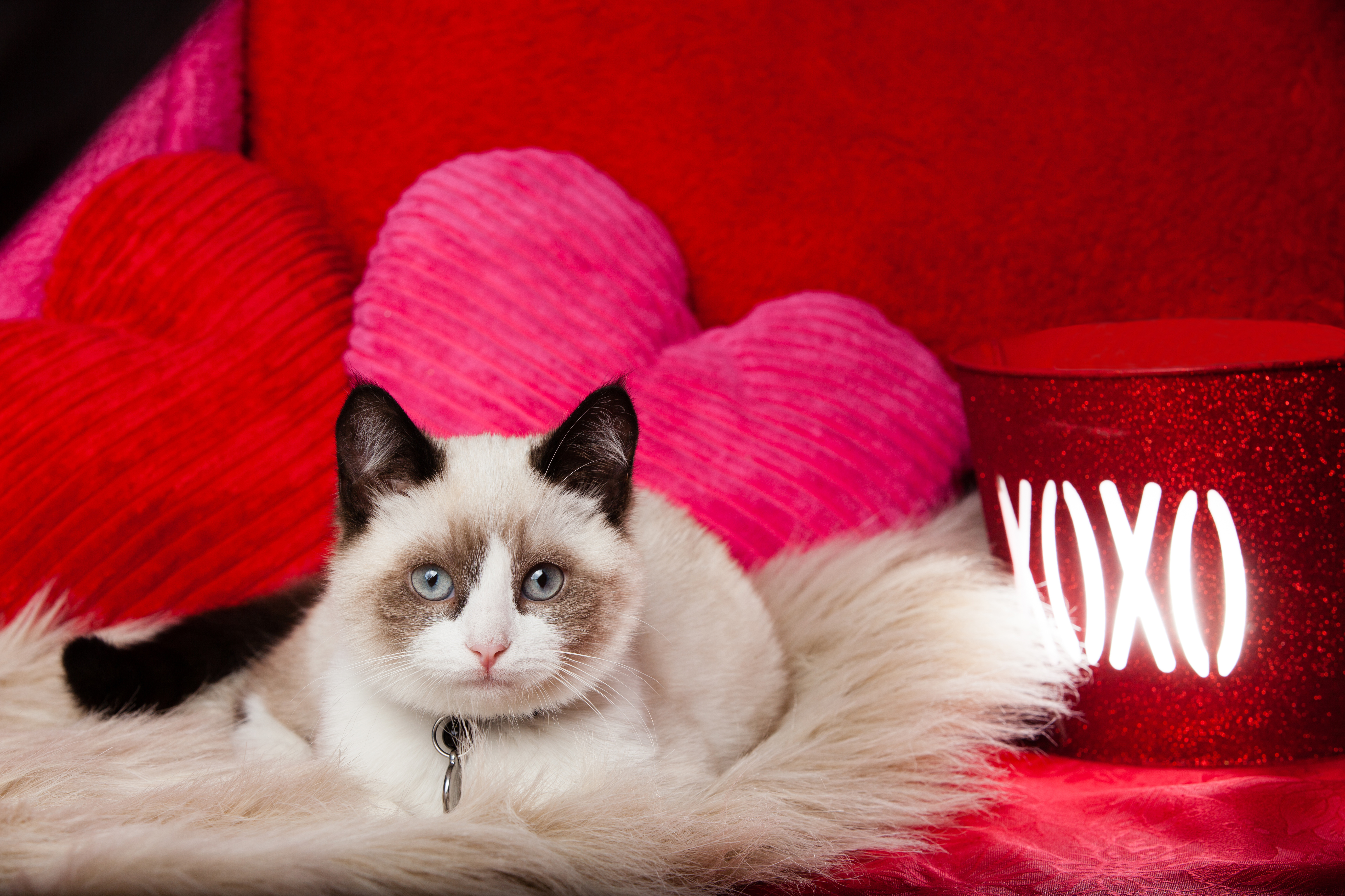 Cute Animal Valentines Day , HD Wallpaper & Backgrounds