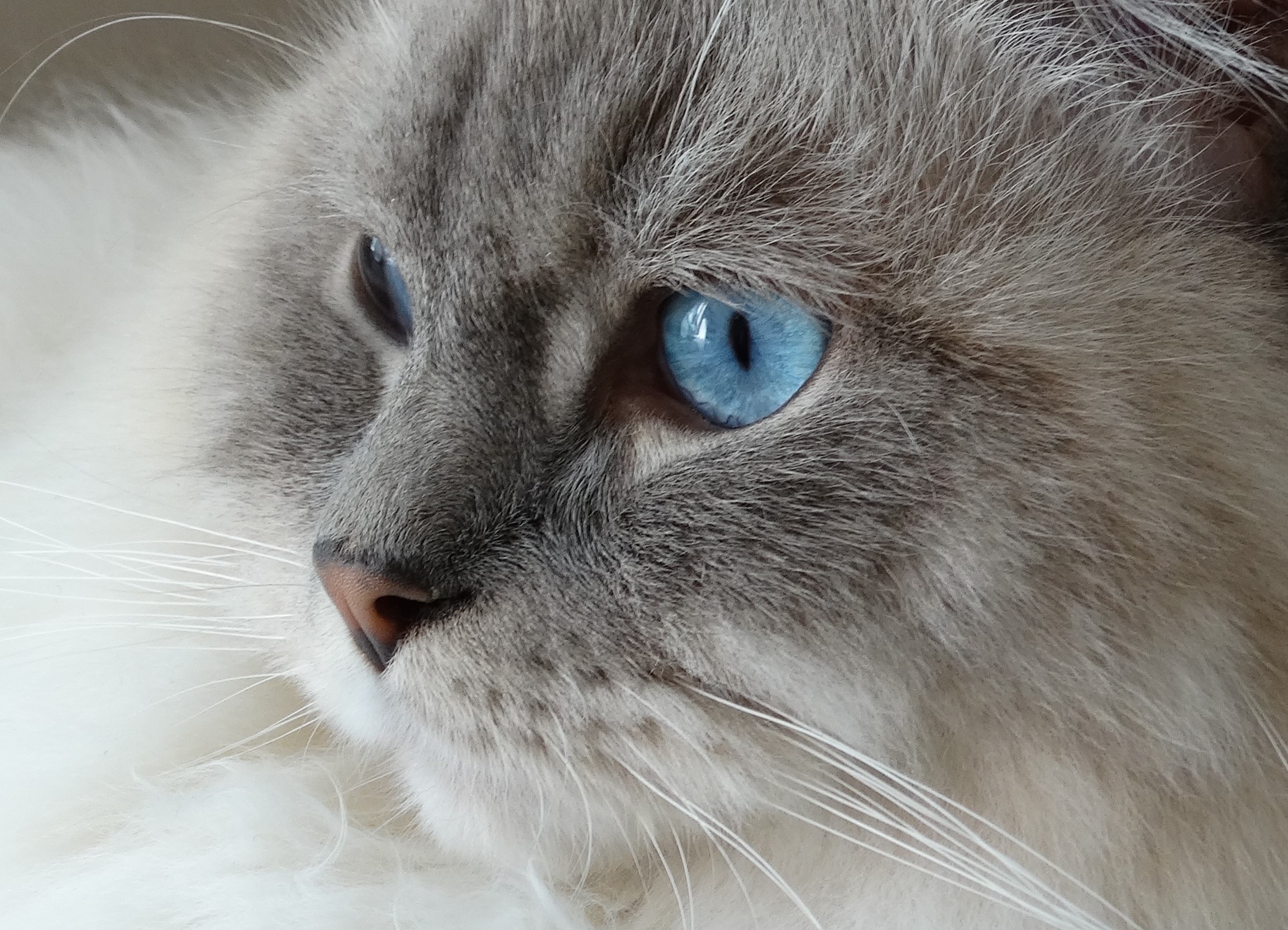 Himalayan Cat - Blue Eyed Cat , HD Wallpaper & Backgrounds