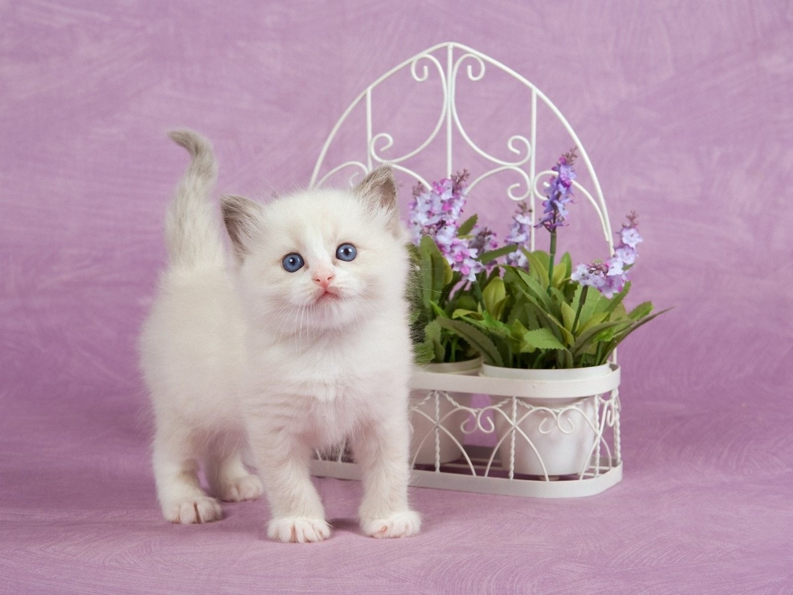 Kitten Ragdoll Cat Animal Baby Japanese Images - Beautiful Cat , HD Wallpaper & Backgrounds