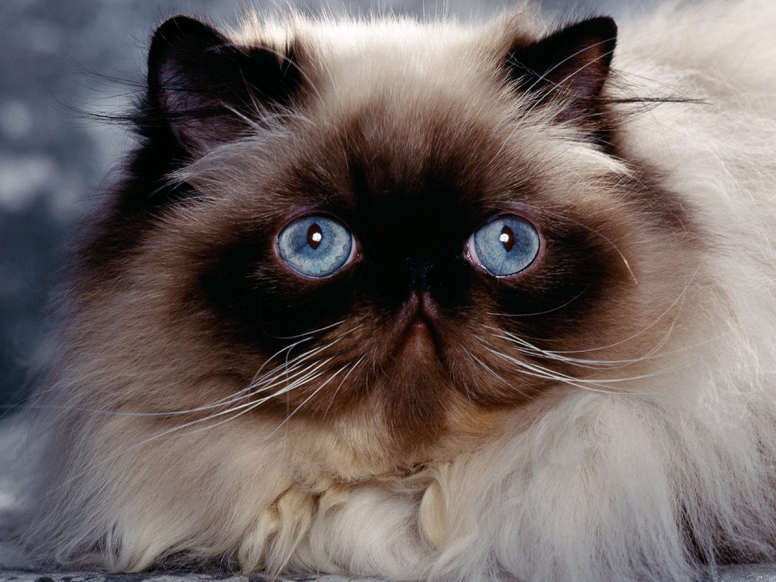 Rag Doll Cats Pictures - Ragdoll Cat Flat Face , HD Wallpaper & Backgrounds