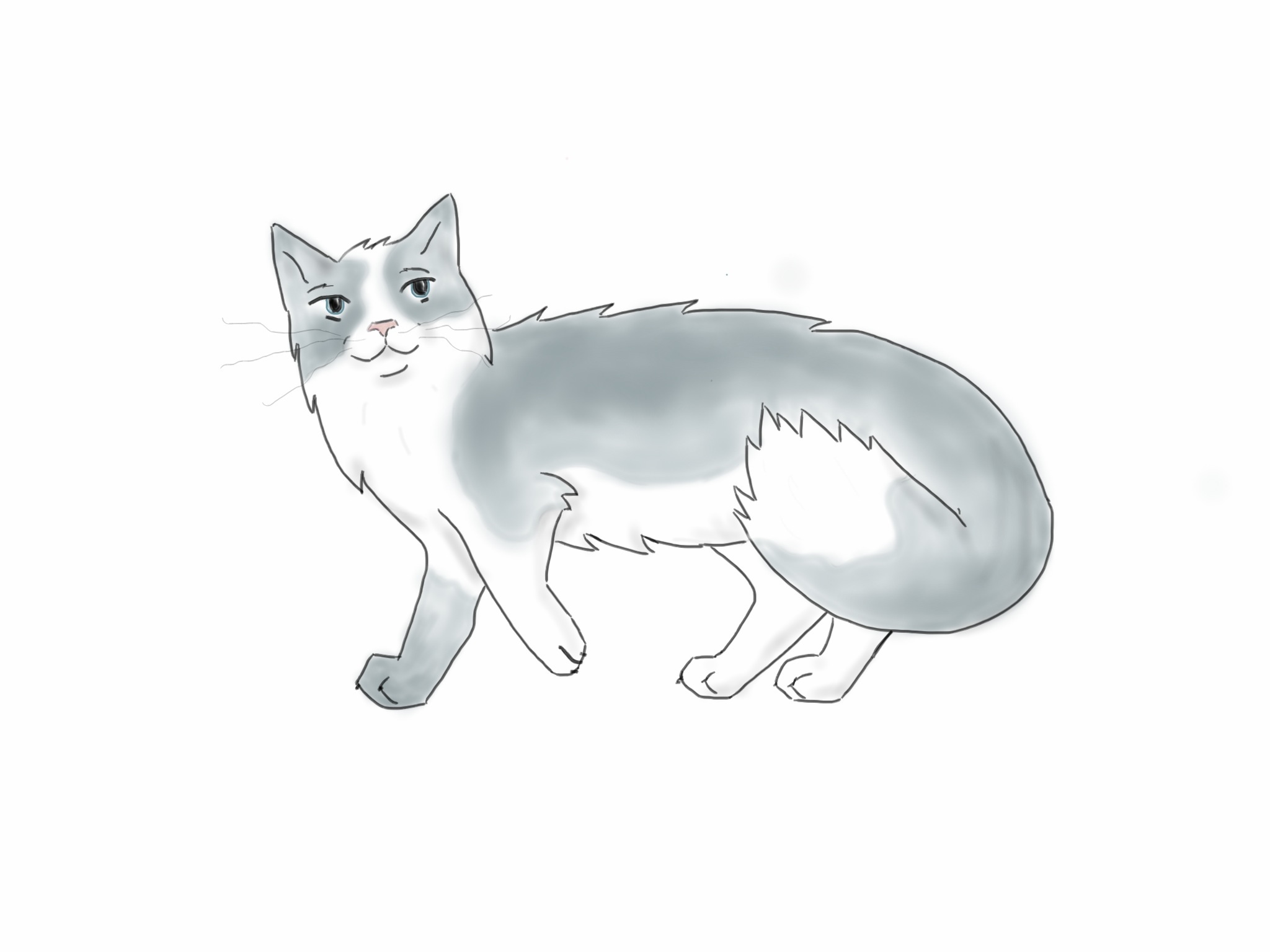 Ragdoll Cat - Kitten , HD Wallpaper & Backgrounds