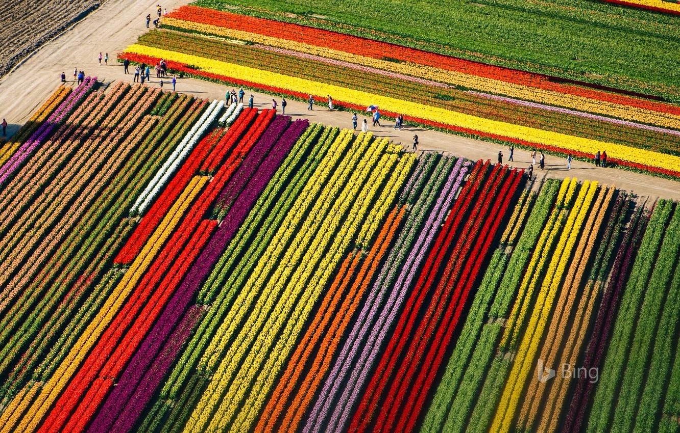 Photo Wallpaper Field, Tulips, Washington, Usa, Mount - New Zealand Tulip Fields , HD Wallpaper & Backgrounds