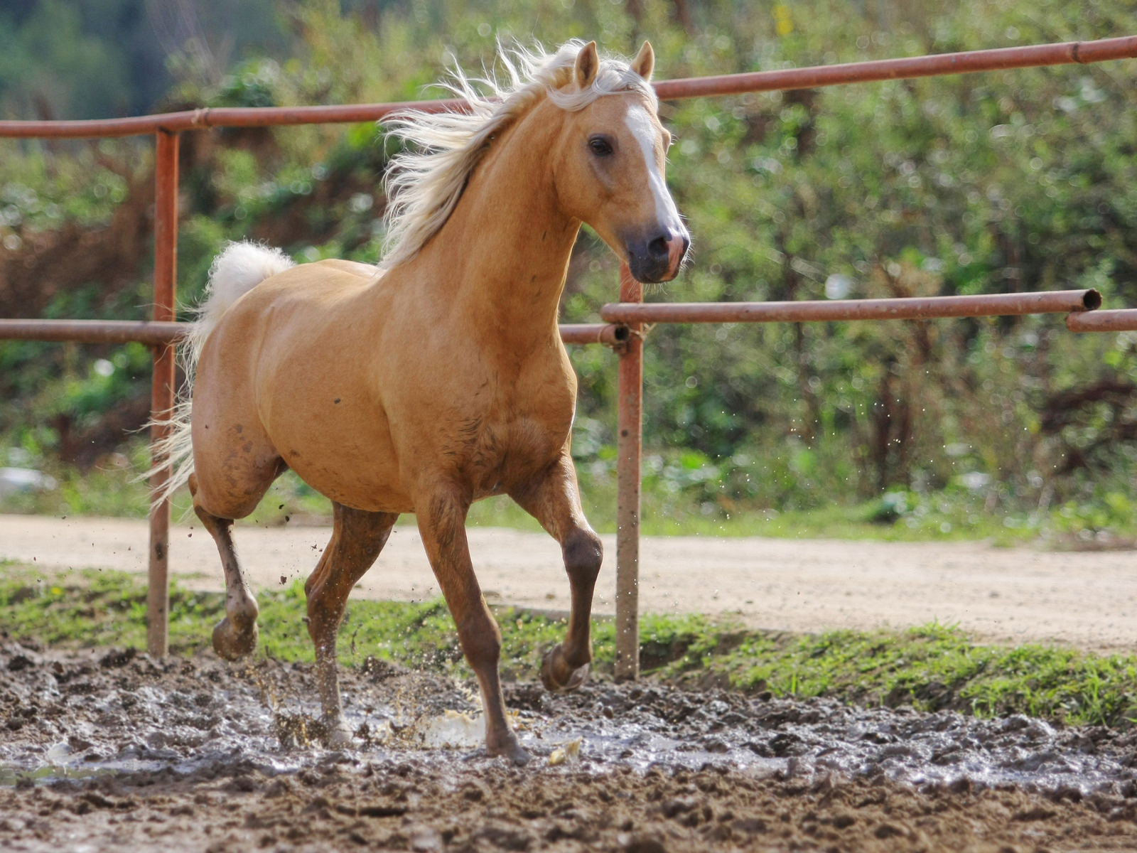 Beautiful Horse Race In The Mud Wallpaper - Horse In Farm Hd , HD Wallpaper & Backgrounds