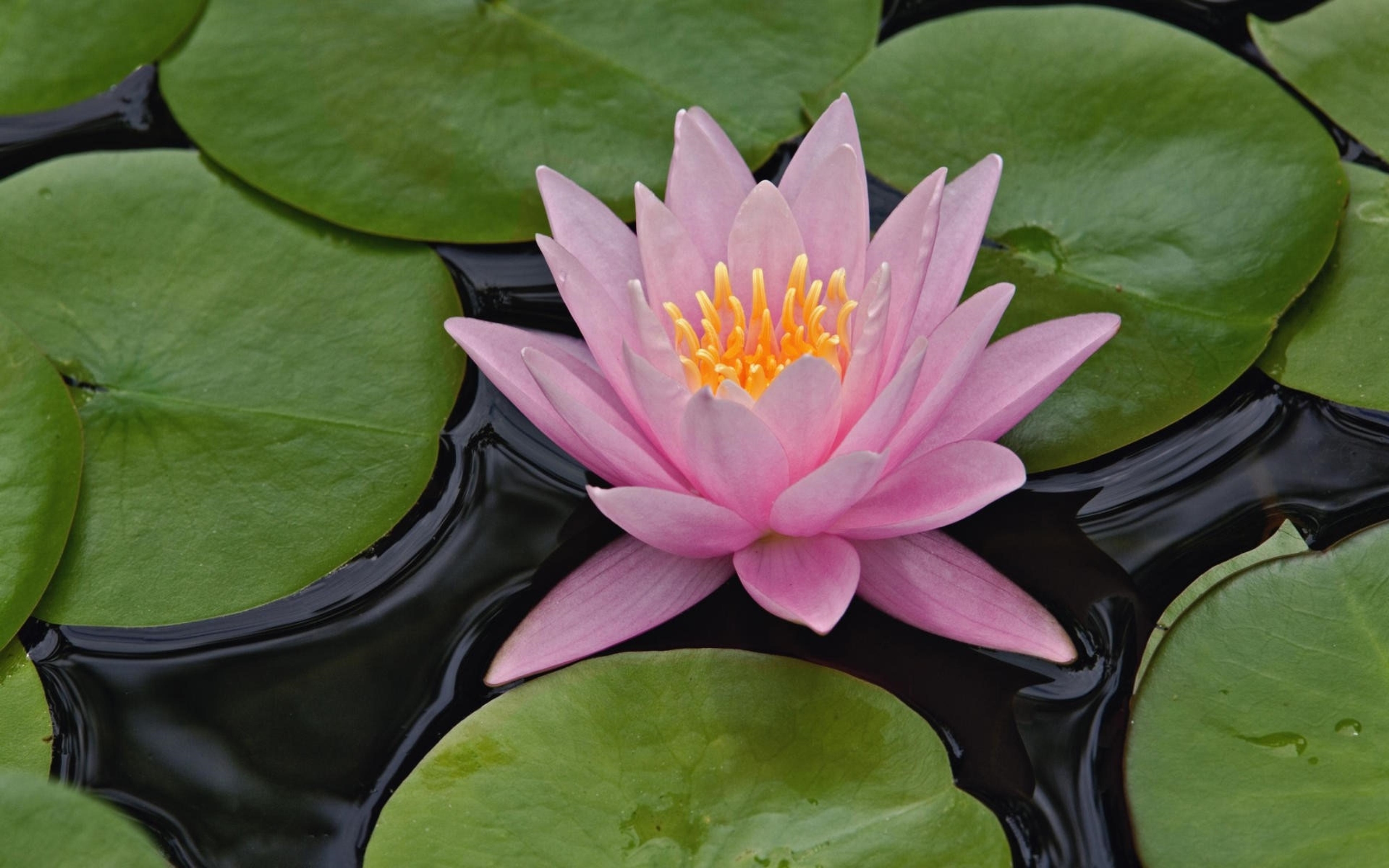 Lotus Flower And Lily Pads , HD Wallpaper & Backgrounds