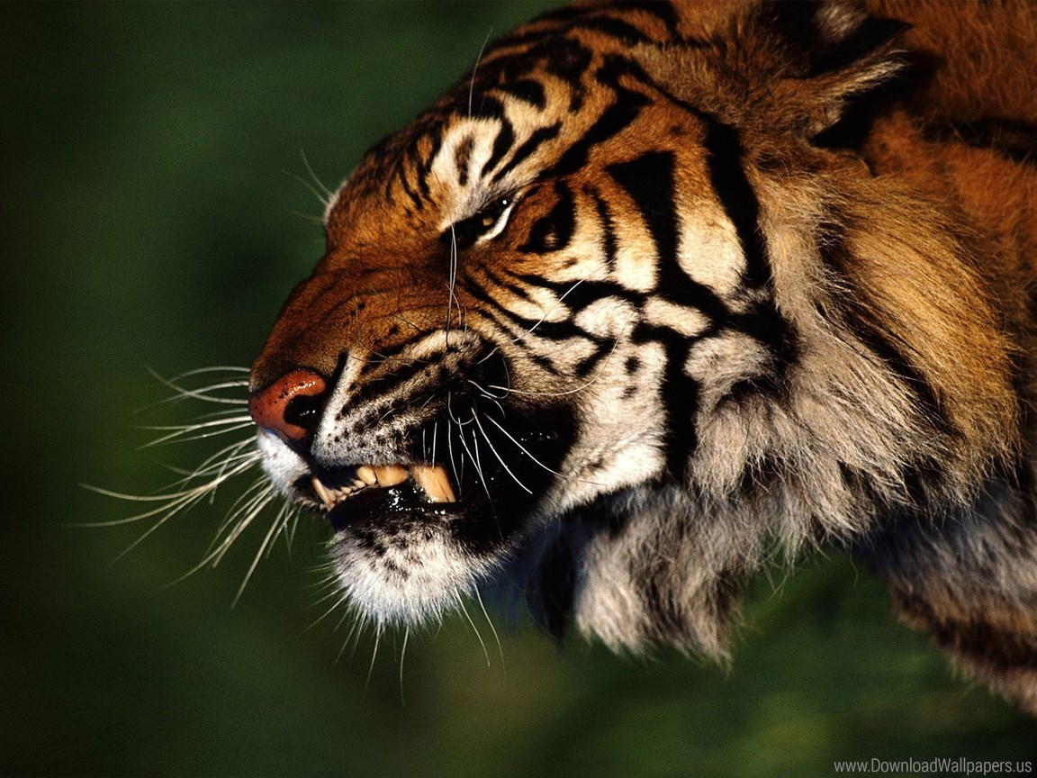 Tiger 1680 , HD Wallpaper & Backgrounds