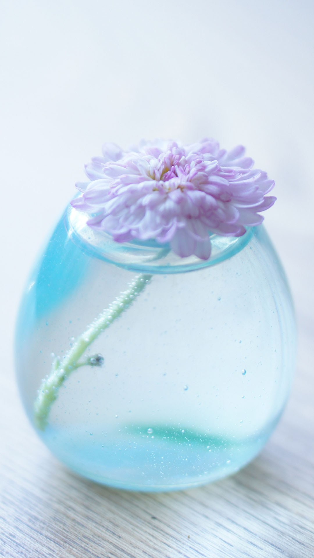 Flower Glass Vase Light Blue Light Blue Wallpaper Hd For Iphone