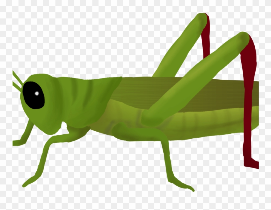 Grasshopper Clipart 3d Png Image Hd Wallpapers Download - Transparent Cricket Insect Clipart , HD Wallpaper & Backgrounds