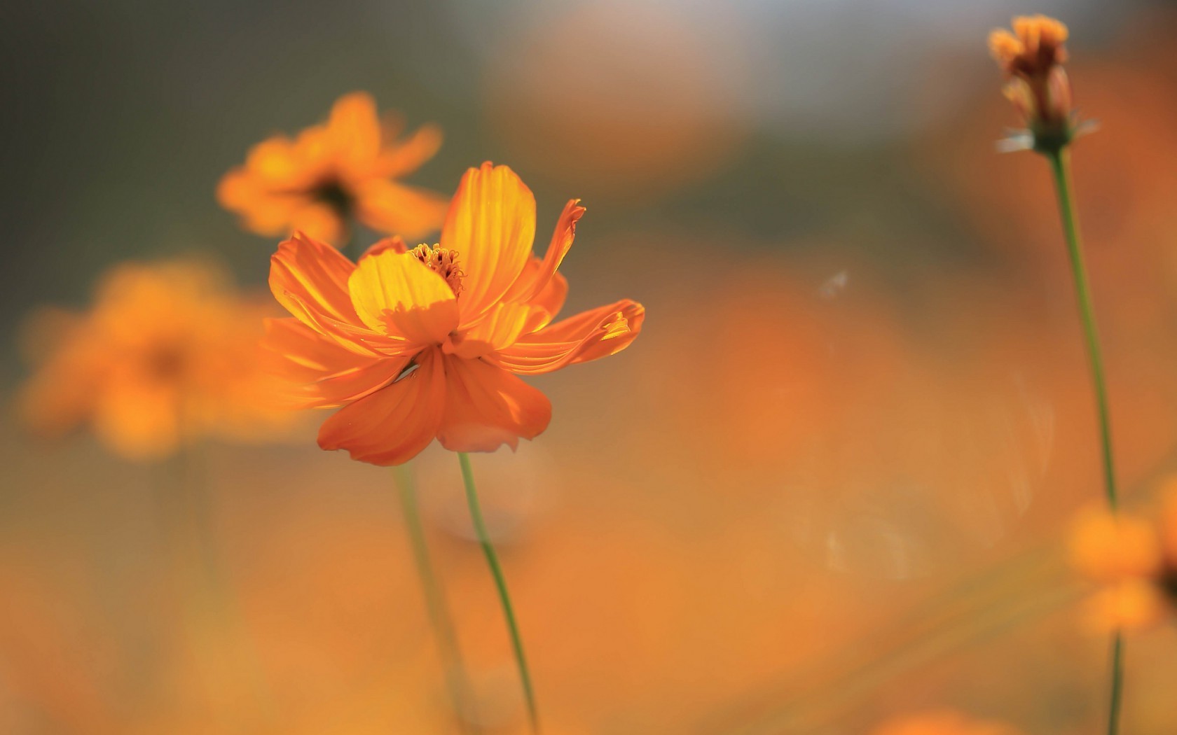 Nature, Flowers, Cosmos , Orange Flowers Wallpapers , HD Wallpaper & Backgrounds