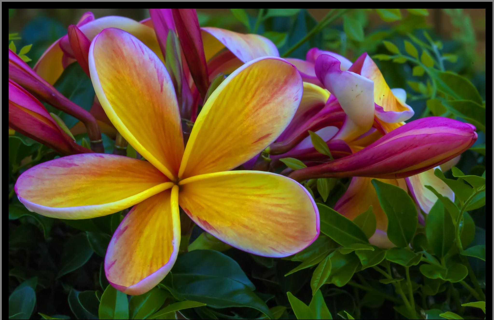 Landscape, Natural Images, Flowers, Mac Wallpaper, - Frangipani , HD Wallpaper & Backgrounds