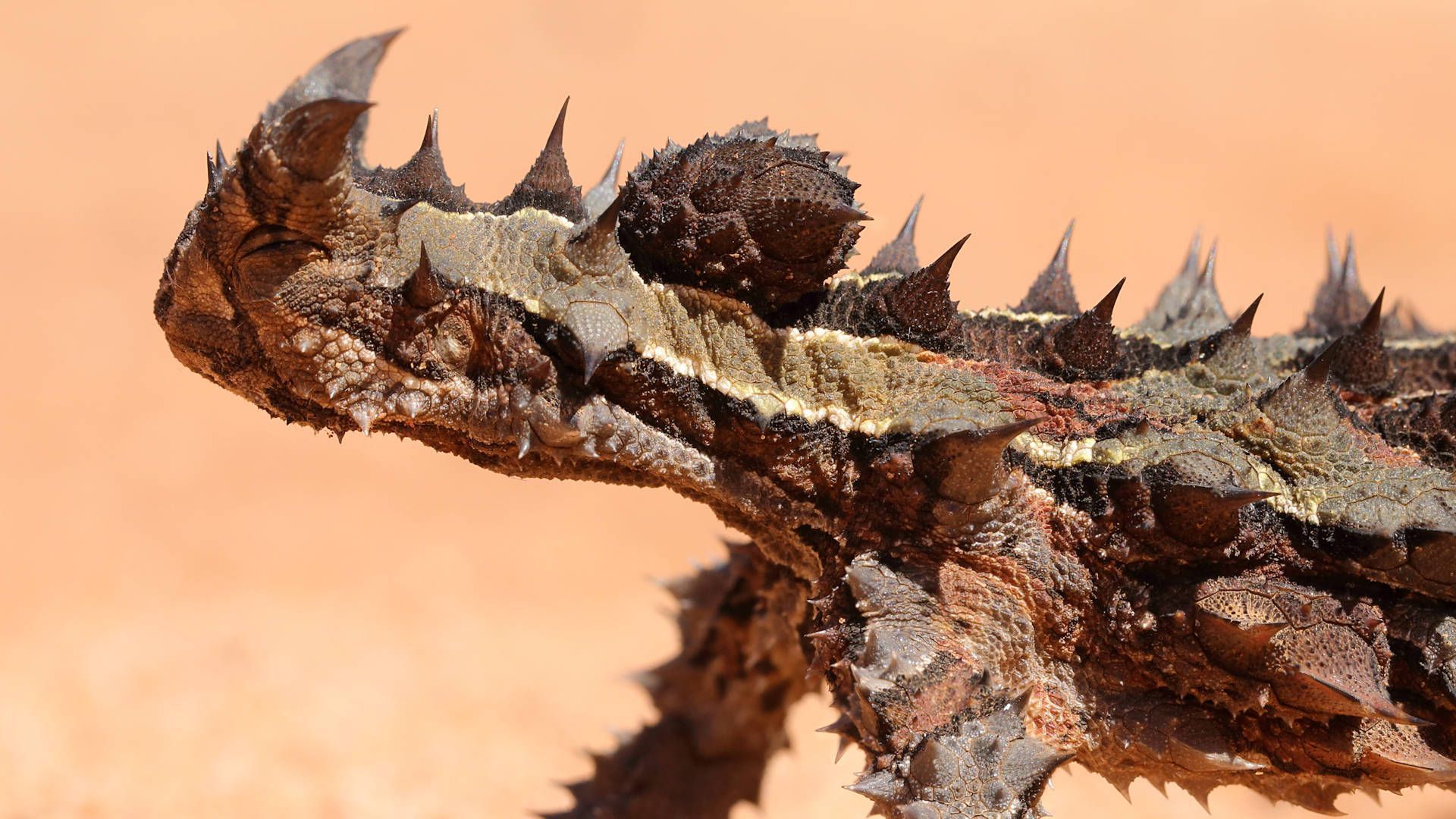 Thorny_devil , HD Wallpaper & Backgrounds