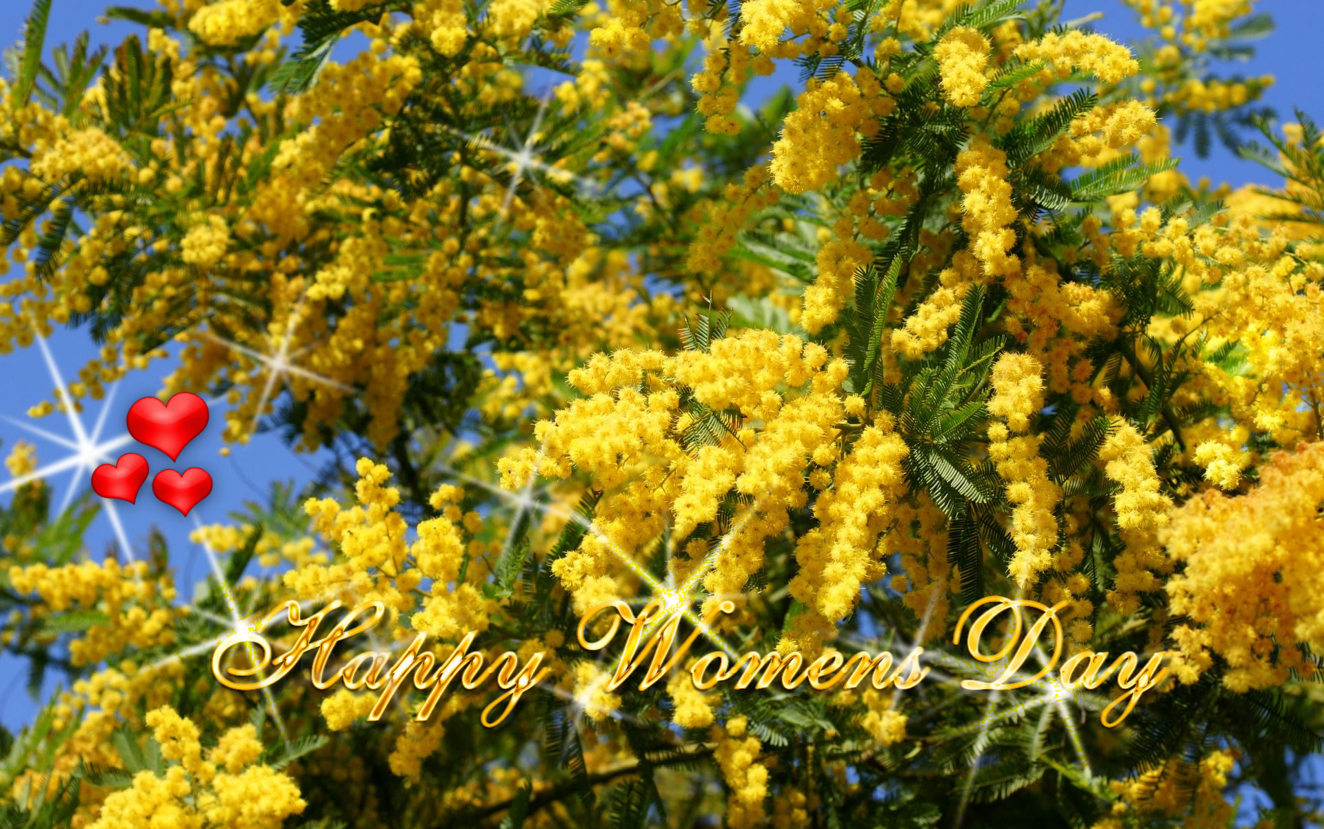 Happy Women's Day Mimosa , HD Wallpaper & Backgrounds