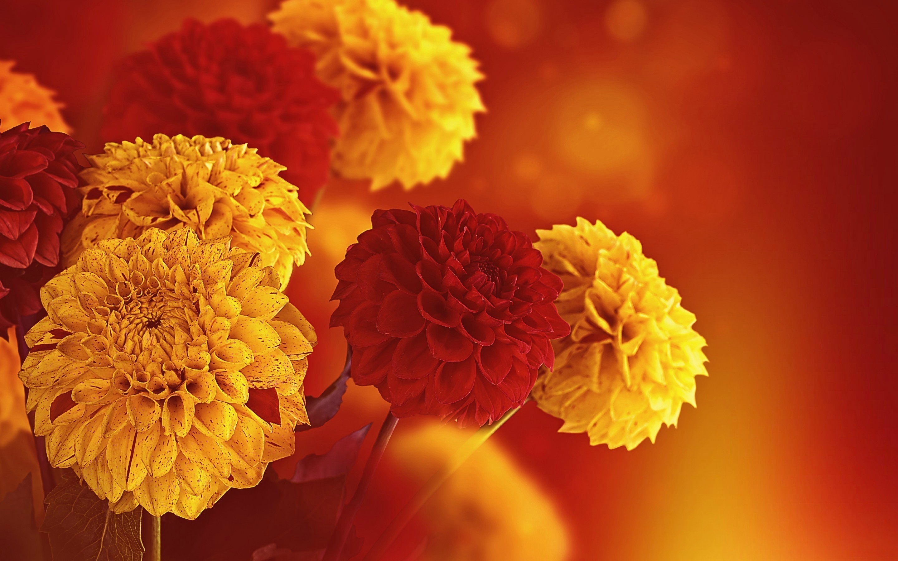 Autumn Chrysanthemums Flowers Fall Desktop Wallpaper - Bible Verses Isaiah 61 3 , HD Wallpaper & Backgrounds