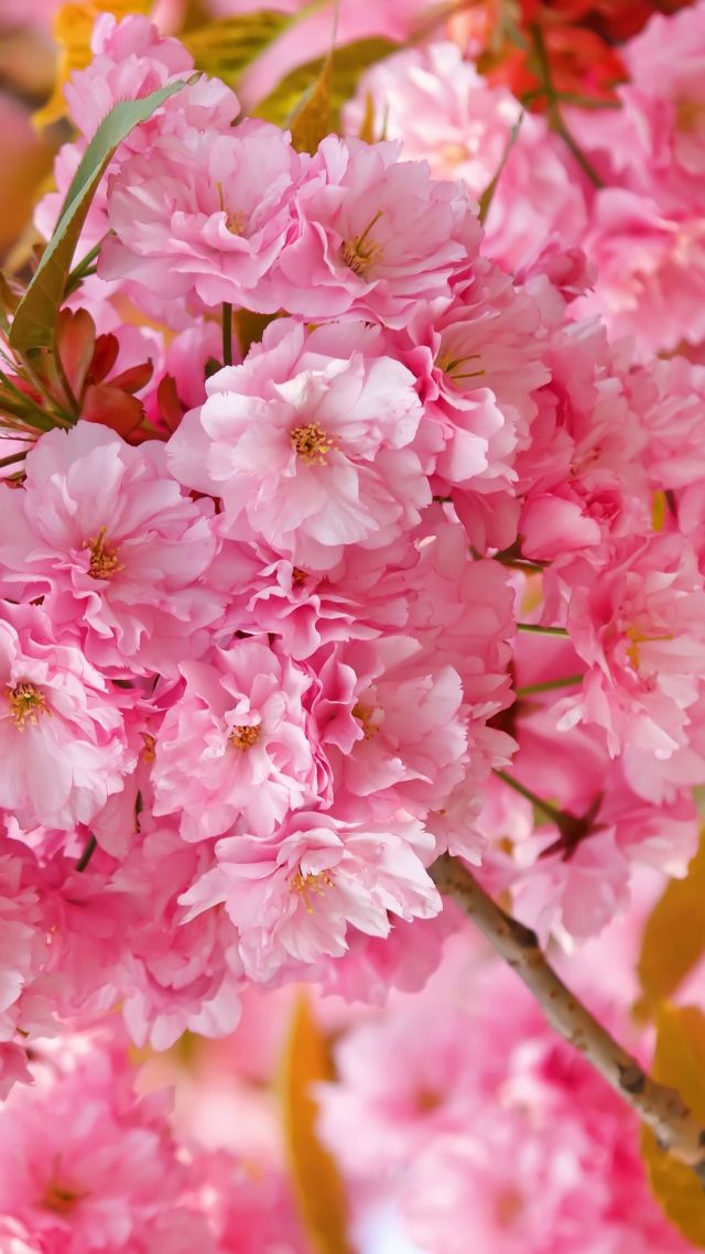 4k, Hd Wallpaper, Cherry Blossom, Pink, Spring, Flowers - Обои На Телефон Сакура , HD Wallpaper & Backgrounds