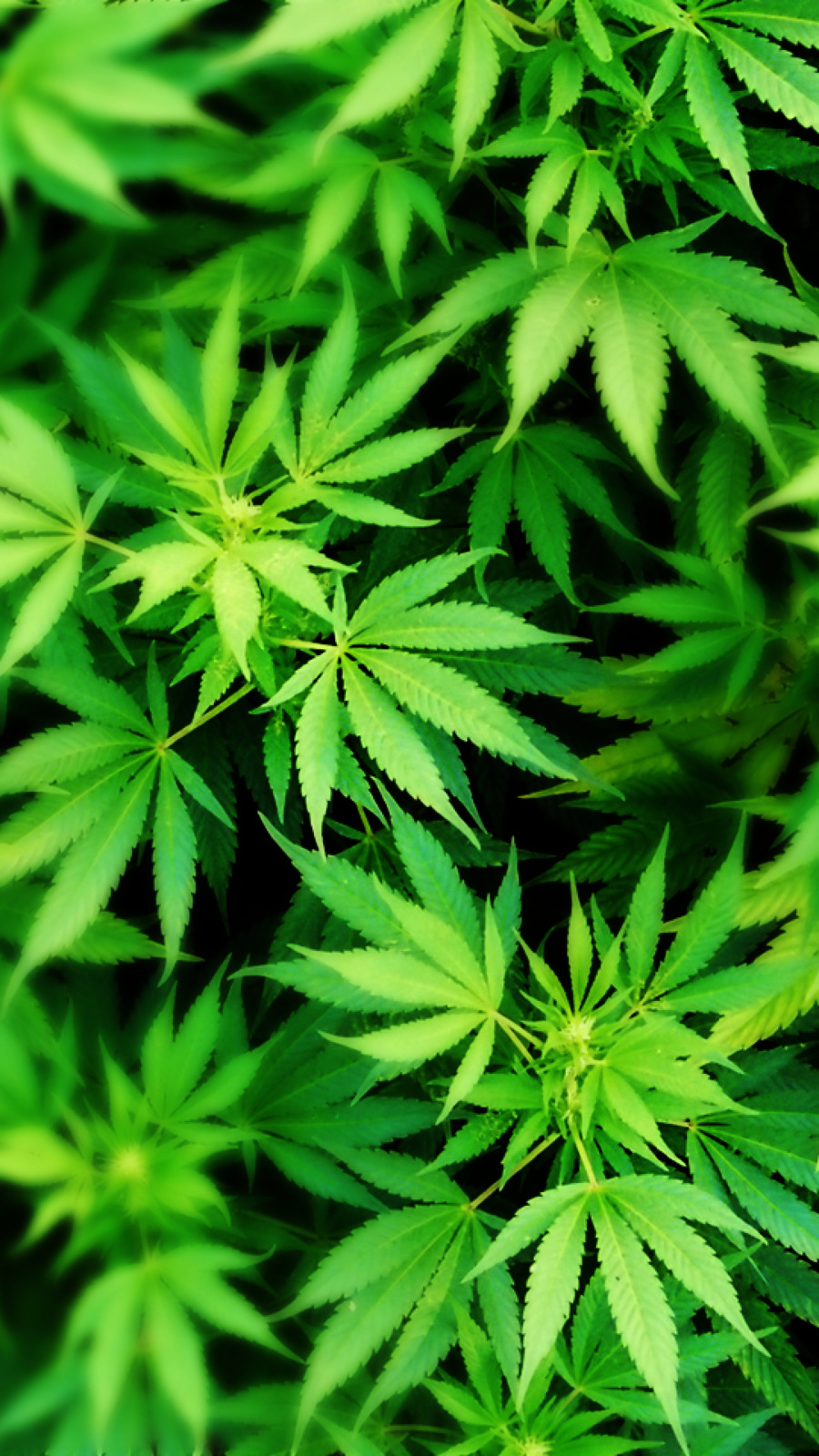 Iphone, Cannabis, Desktop Wallpaper, Plant, Leaf Png - Weed Wallpaper Iphone X , HD Wallpaper & Backgrounds