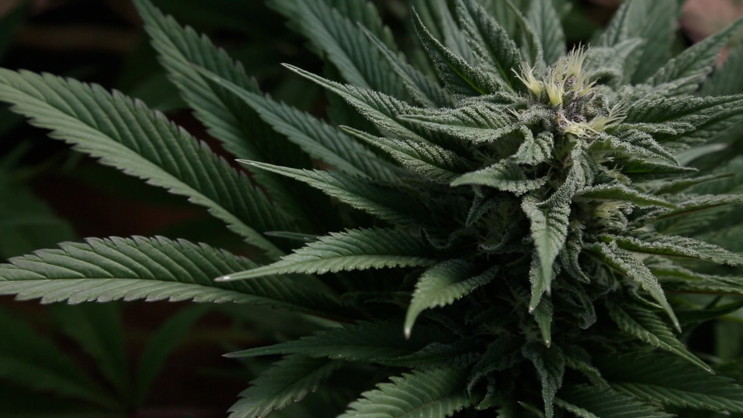 Marijuana 420 Weed Mary Jane Drugs Wallpaper - Weed Wallpaper Hd , HD Wallpaper & Backgrounds