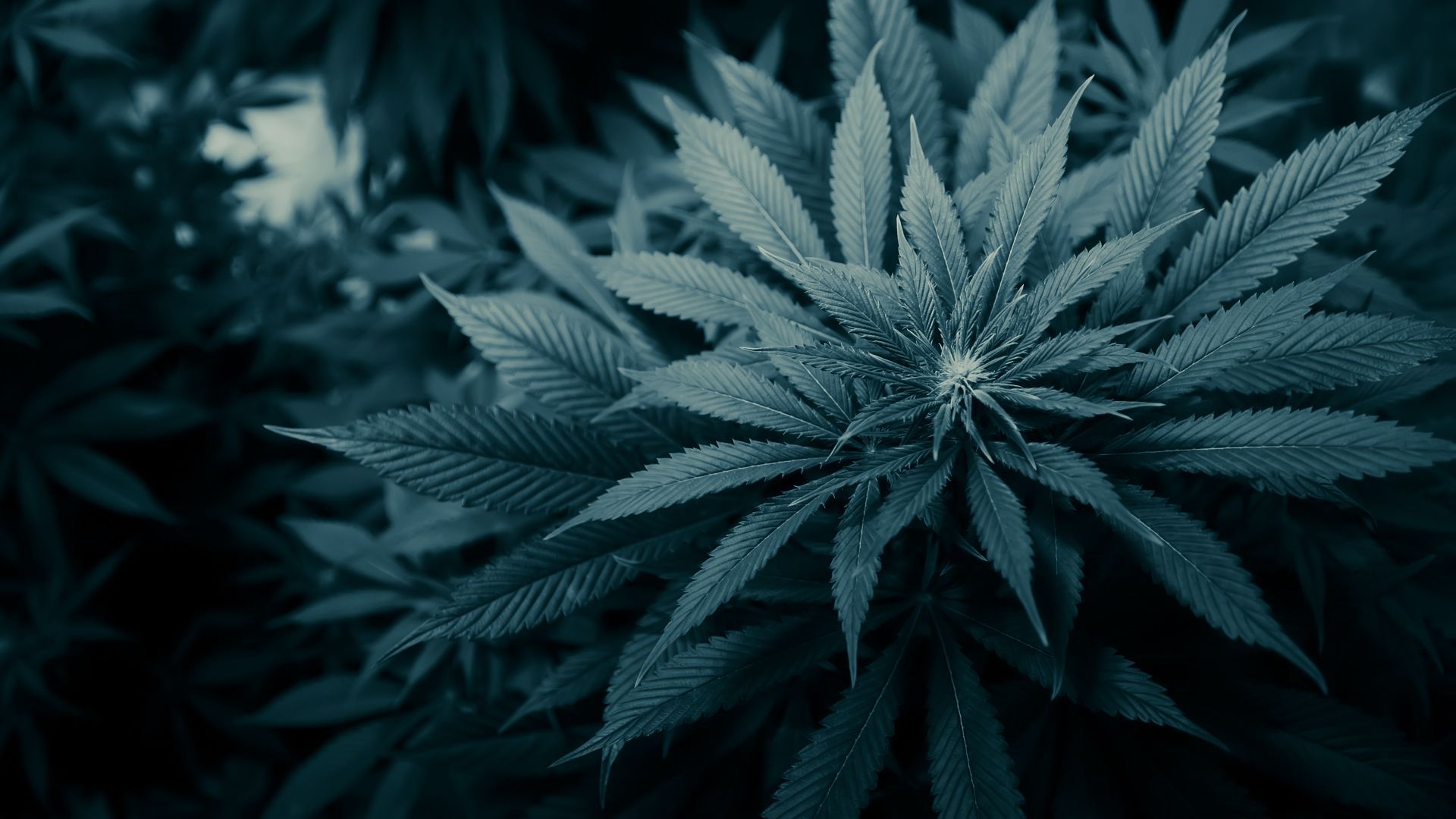 Cannabis , HD Wallpaper & Backgrounds