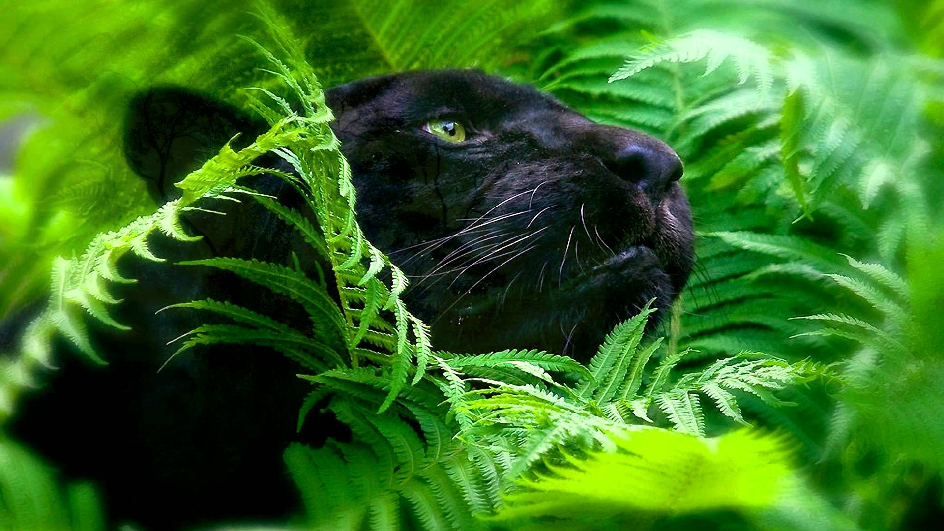 Rainforest Sounds And Animals Hour Soothing Audio For - 4k Ultra Hd Animals , HD Wallpaper & Backgrounds